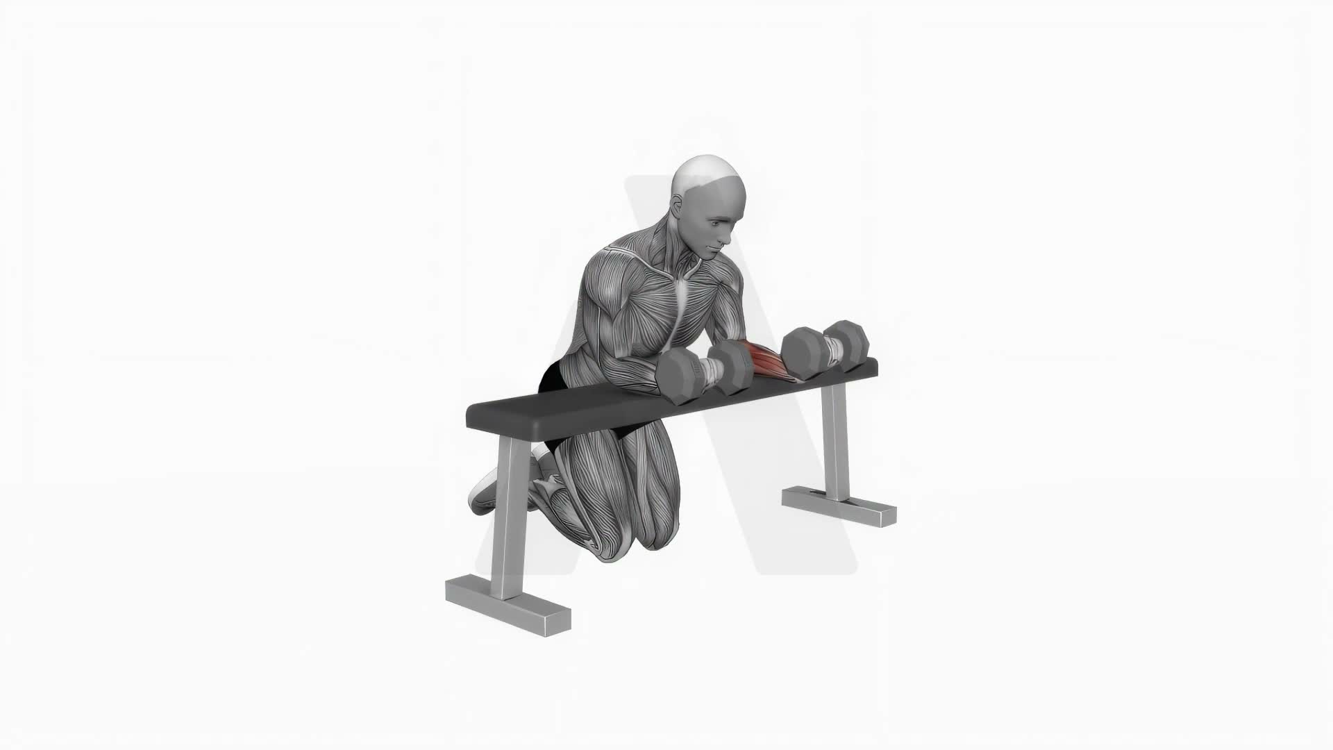 Dumbbell Over Bench Reverse Wrist Curl exercise demonstration