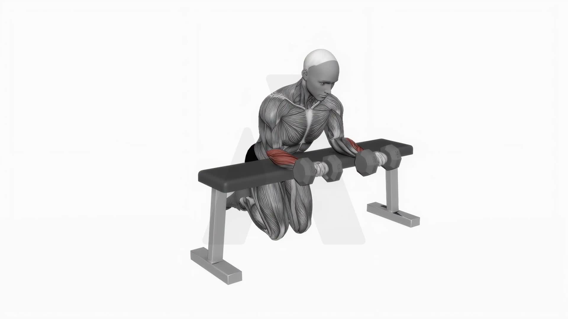 Dumbbell Over Bench Wrist Curl exercise demonstration