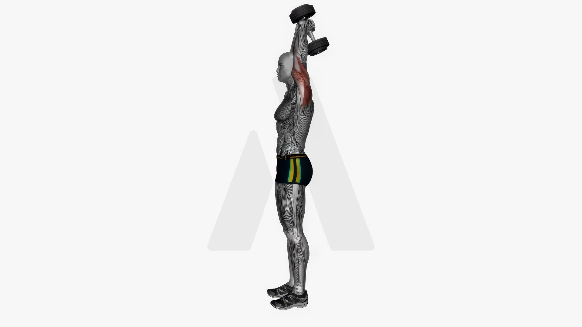 Dumbbell Overhead Extension Standing exercise demonstration