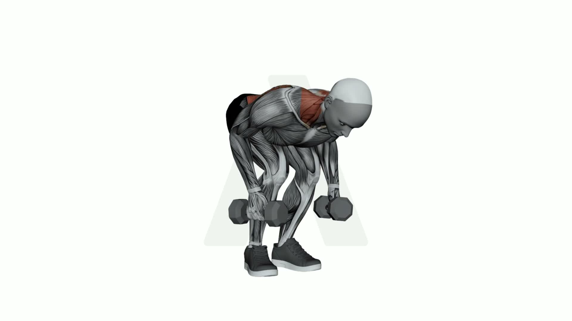 Dumbbell Pendlay Row exercise demonstration