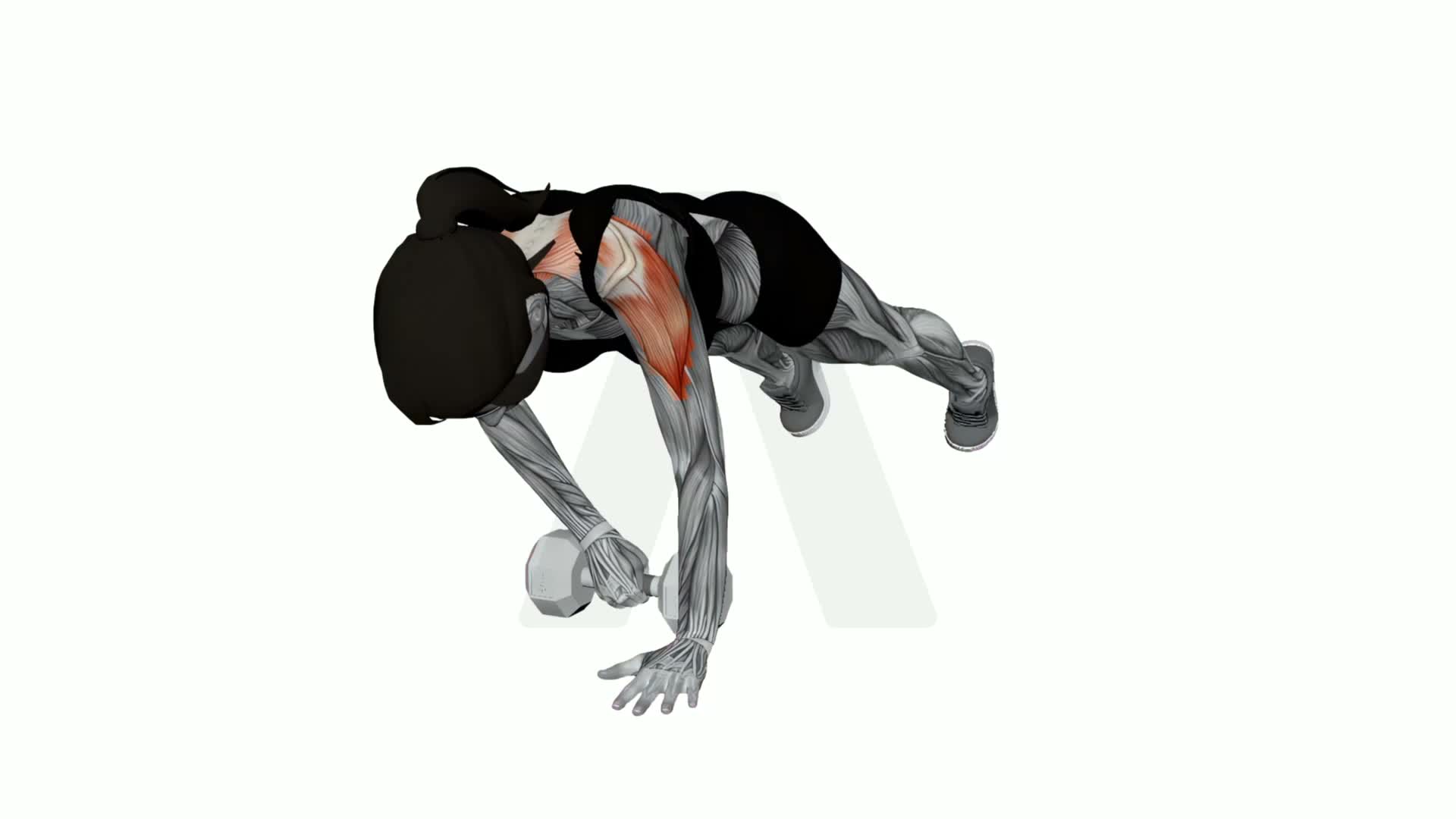 Dumbbell Plank Pullthrough exercise demonstration