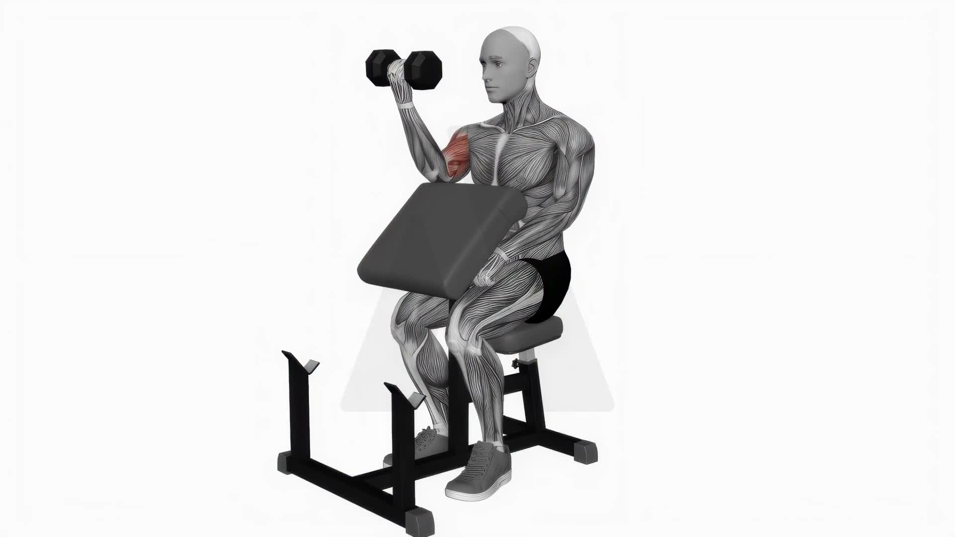 Dumbbell Preacher Curl exercise demonstration