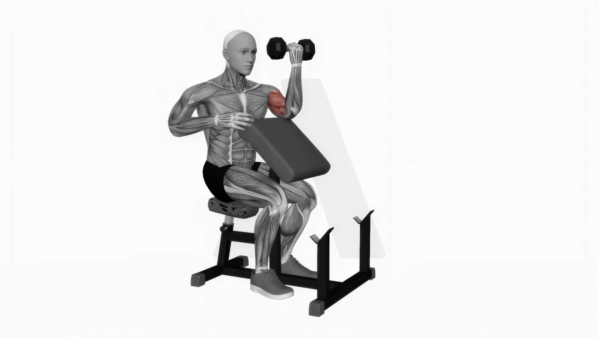 Dumbbell Preacher Curl (Turned Torso) exercise demonstration