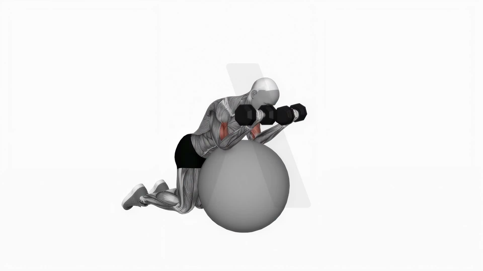 Dumbbell Preacher Curl Over Exercise Ball exercise demonstration