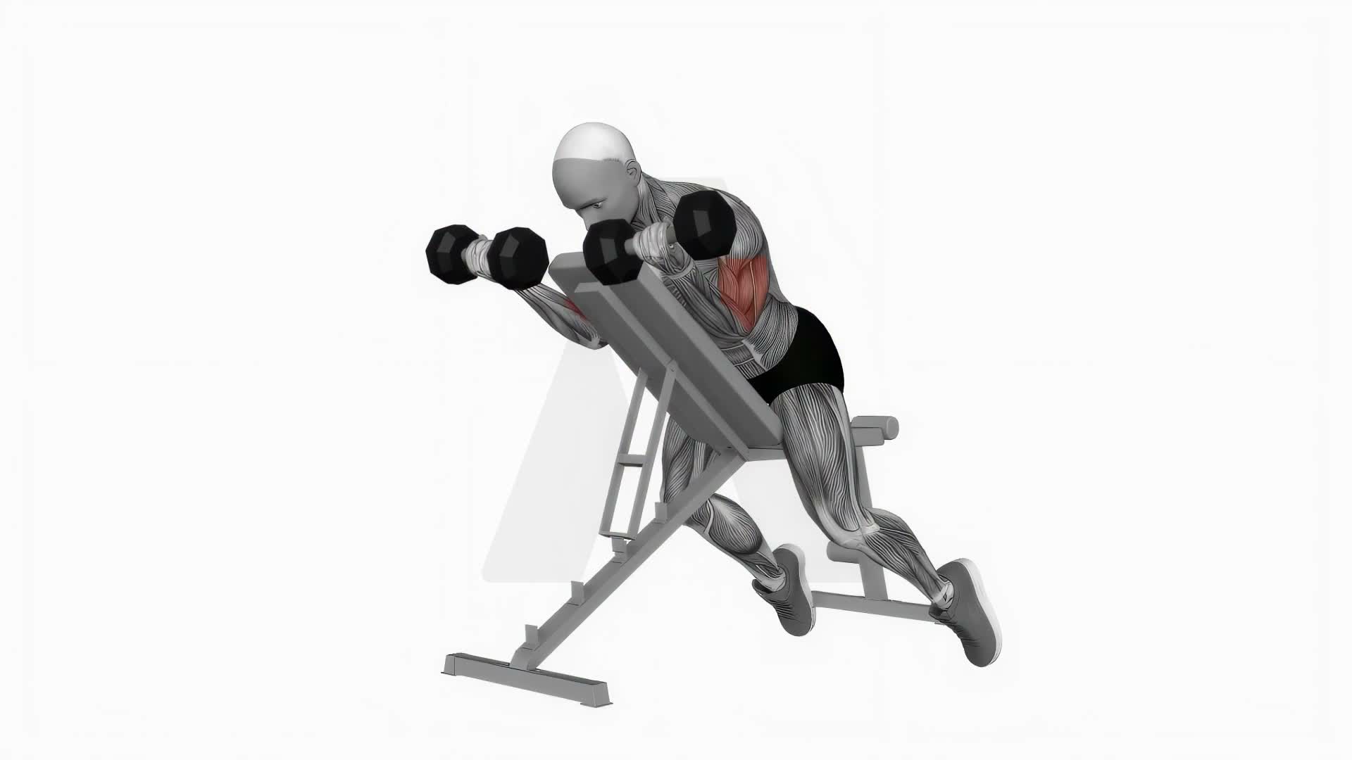 Dumbbell Prone Incline Curl exercise demonstration