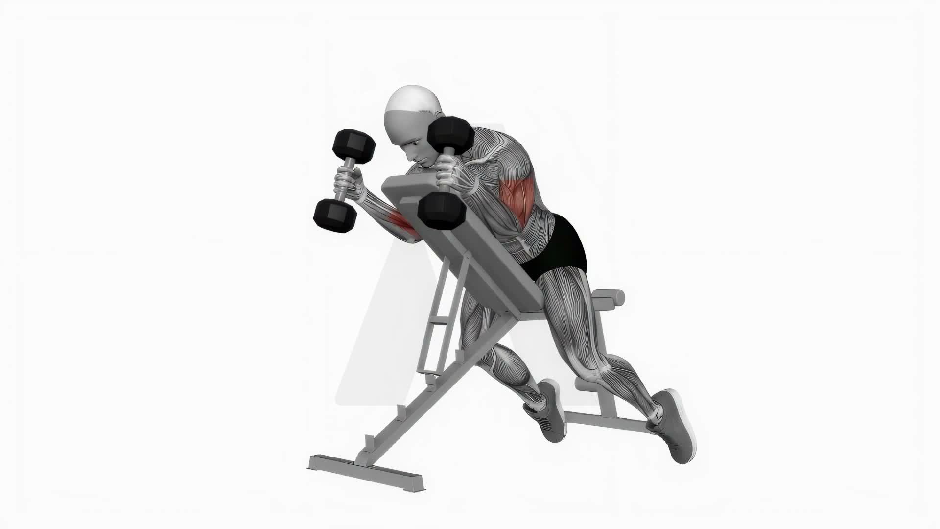 Dumbbell Prone Incline Hammer Curl exercise demonstration