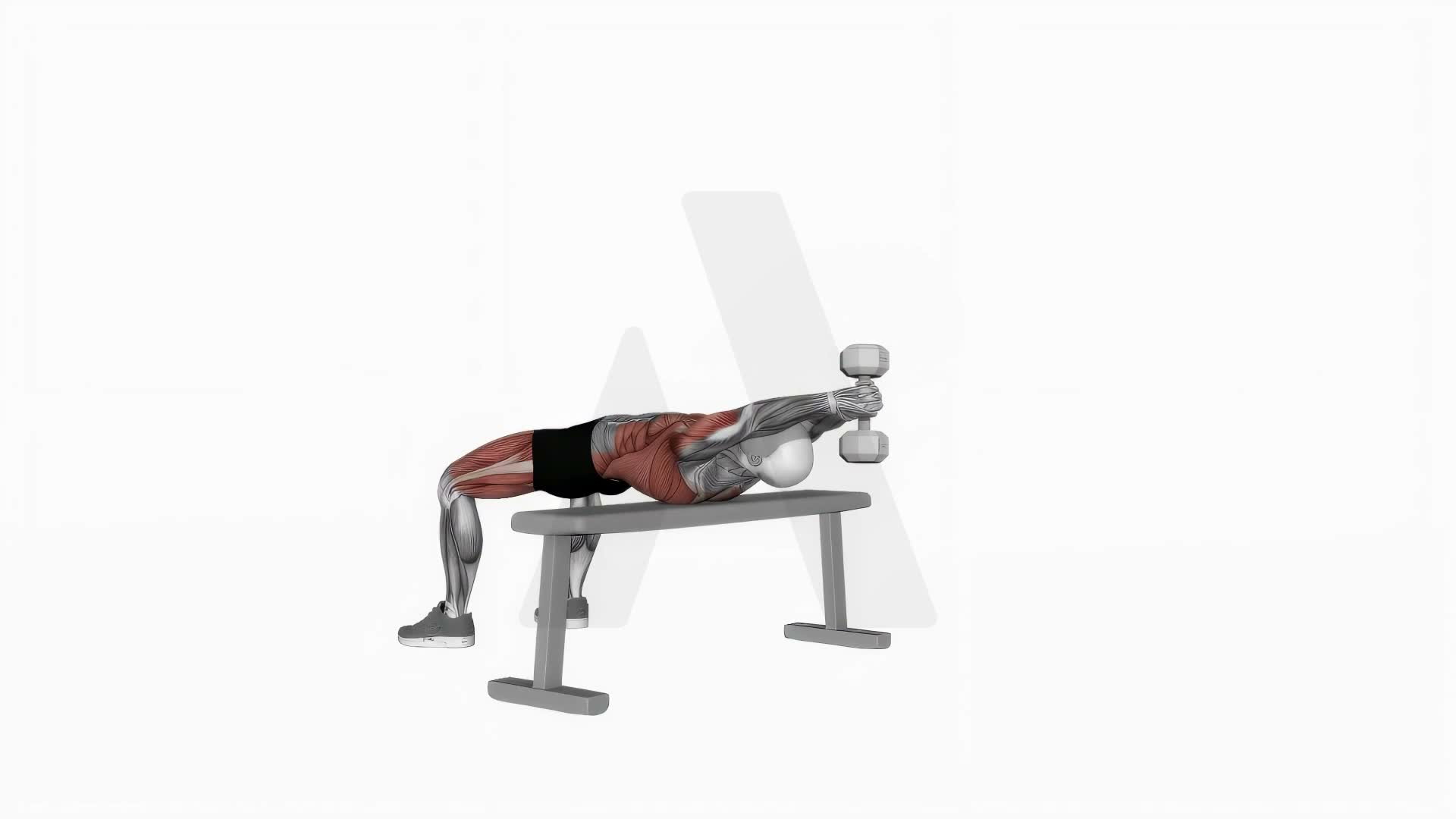 Dumbbell Pullover exercise demonstration