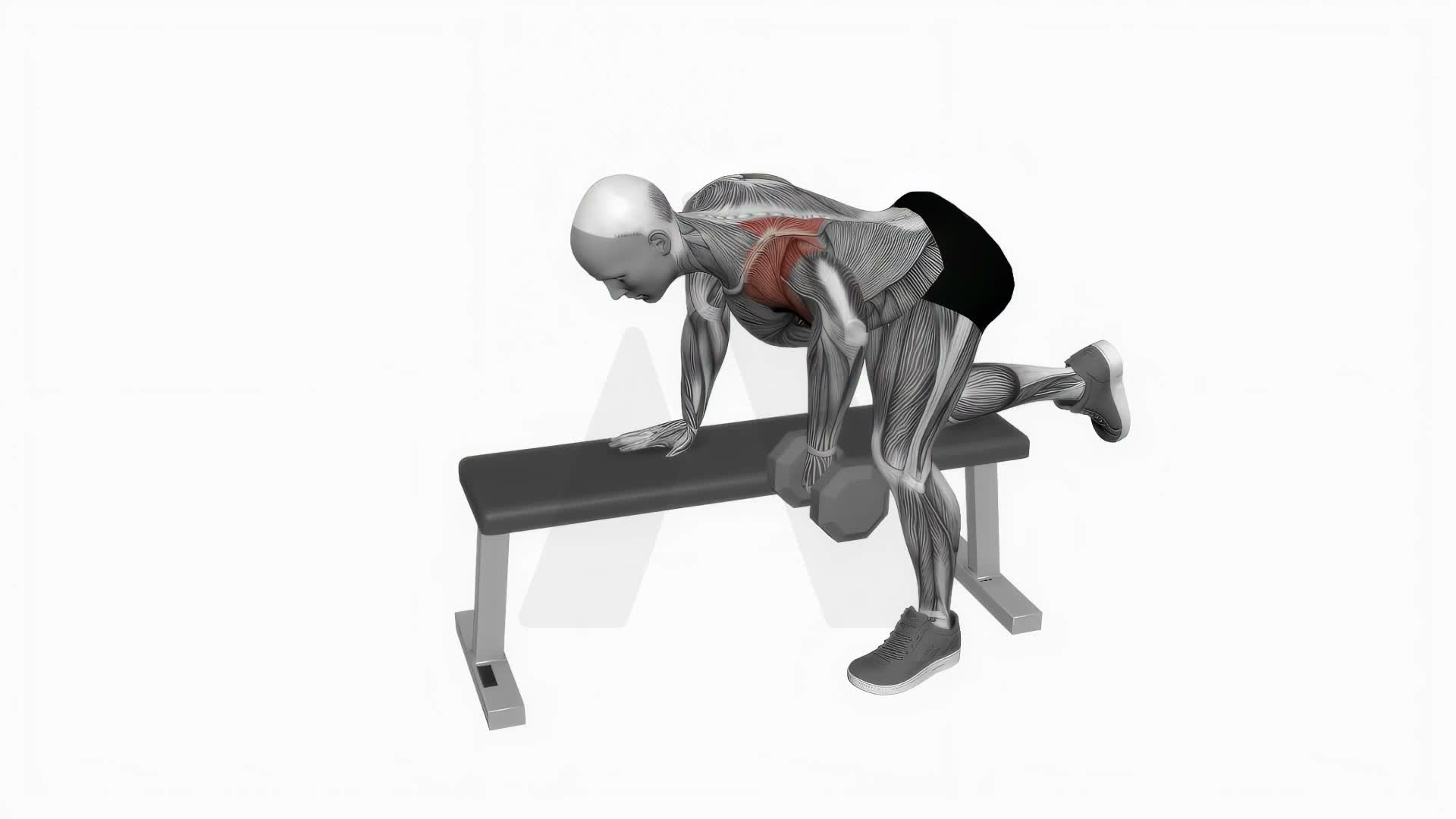 Dumbbell Rear Delt Row exercise demonstration