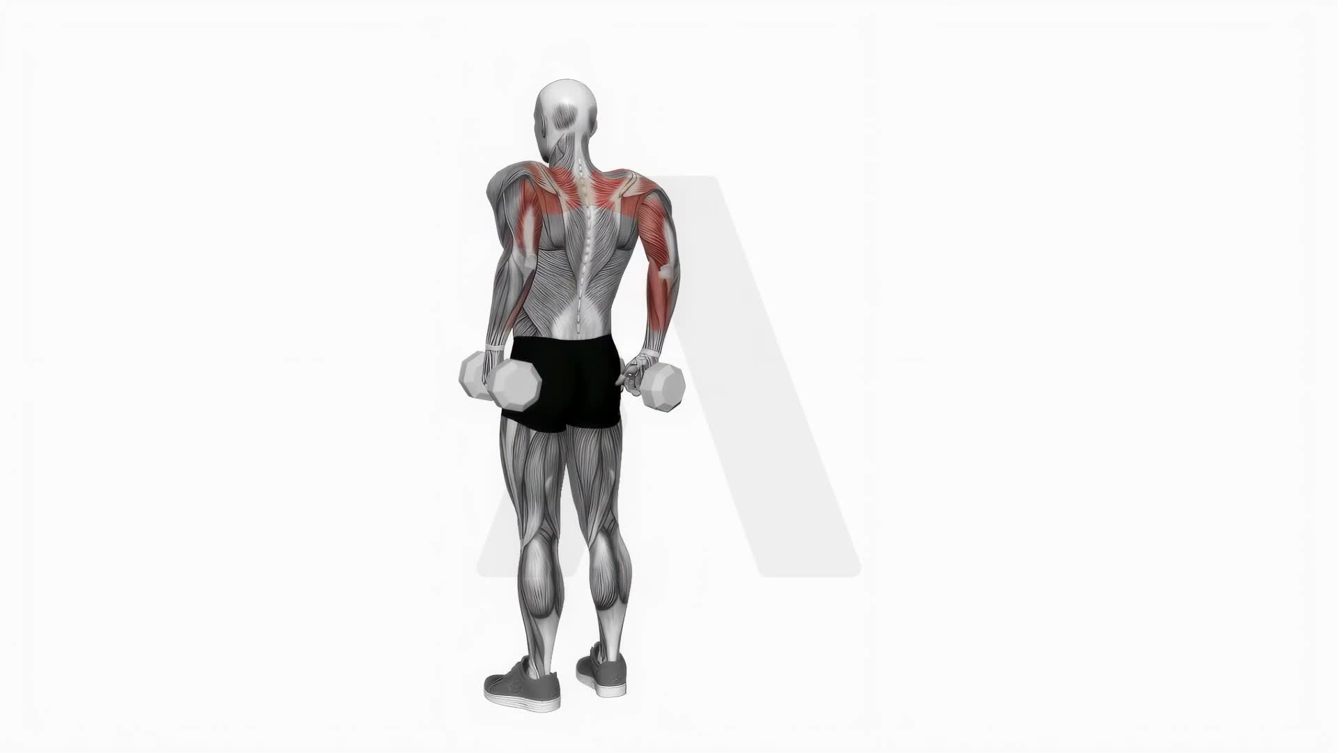 Dumbbell Rear Full Shrugs exercise demonstration