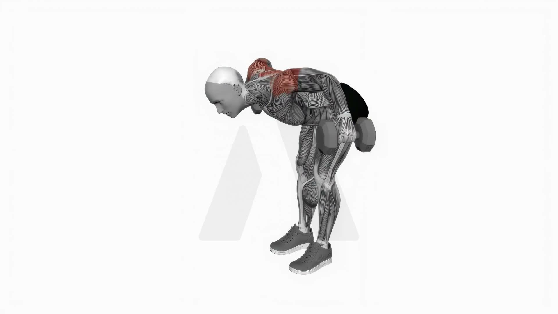Dumbbell Rear Lateral Raise exercise demonstration