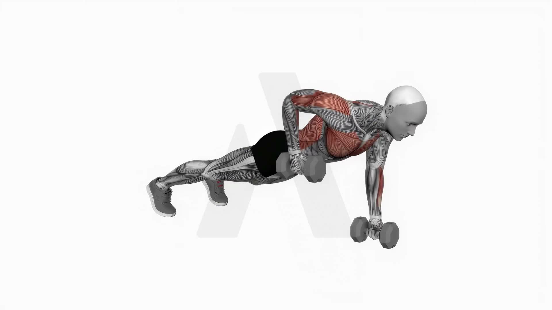 Dumbbell Renegade Row exercise demonstration