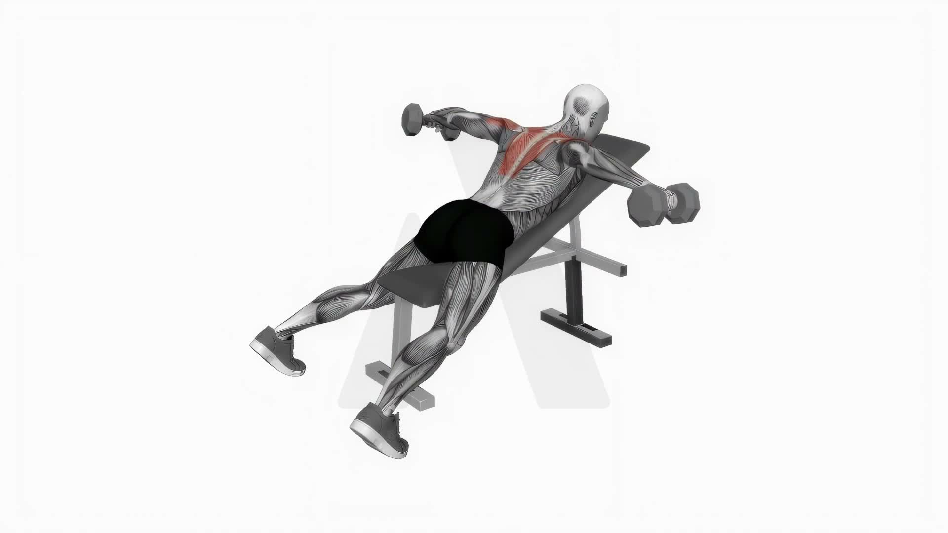 Dumbbell Reverse Fly exercise demonstration