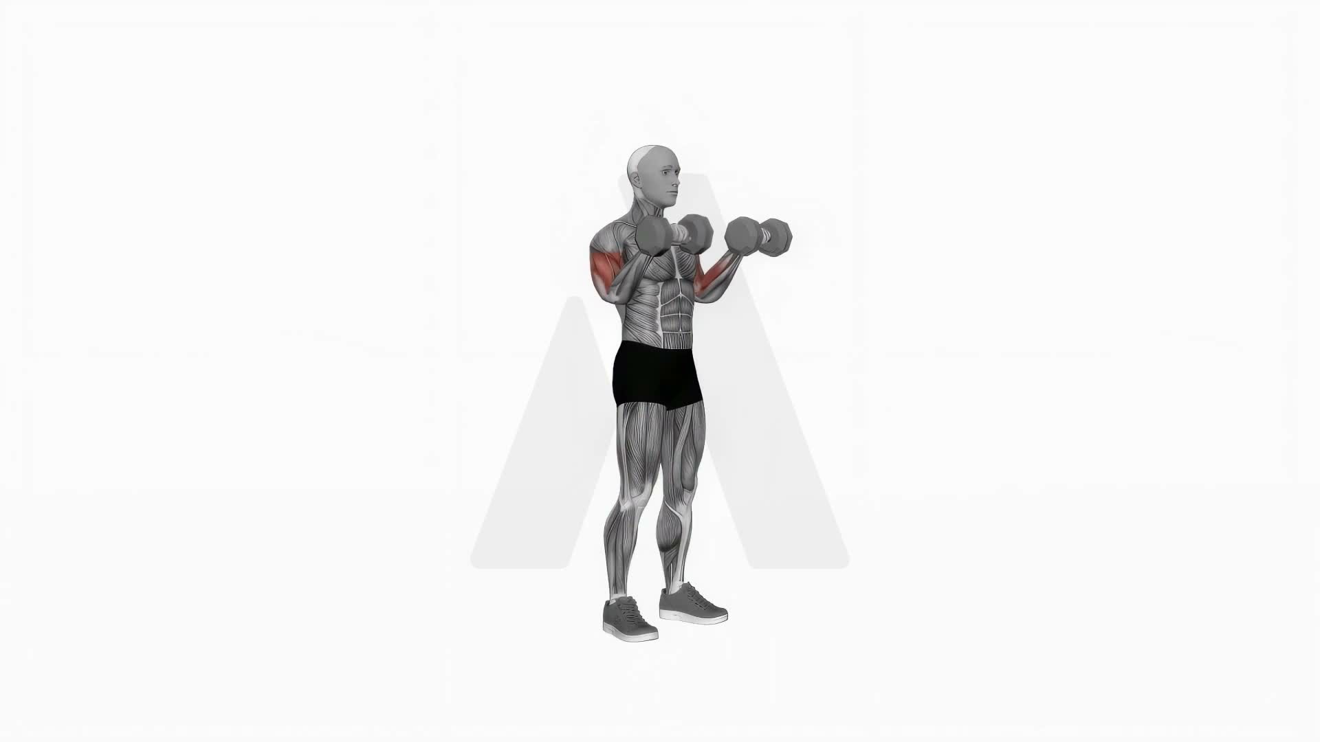 Dumbbell Reverse Grip Biceps Curl exercise demonstration
