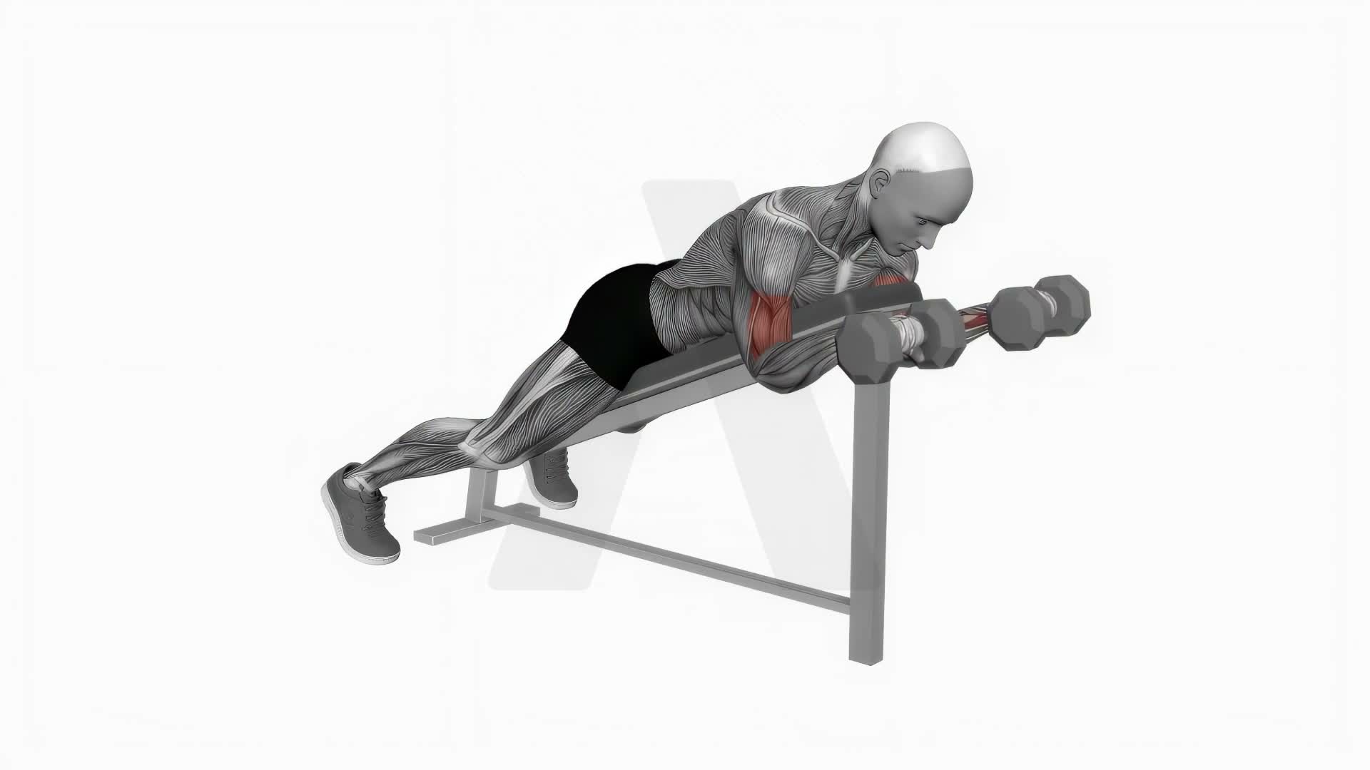 Dumbbell Reverse Spider Curl exercise demonstration