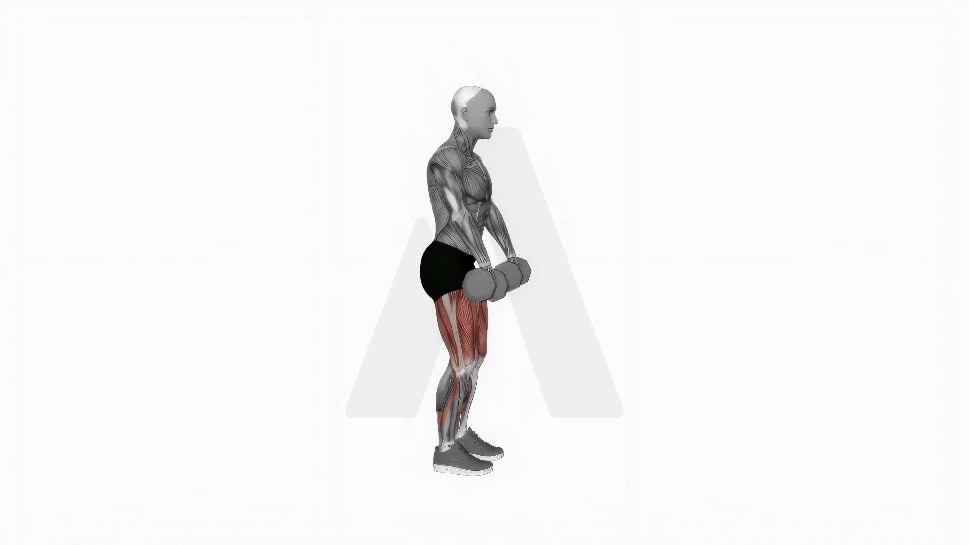 Dumbbell Romanian Deadlift exercise demonstration