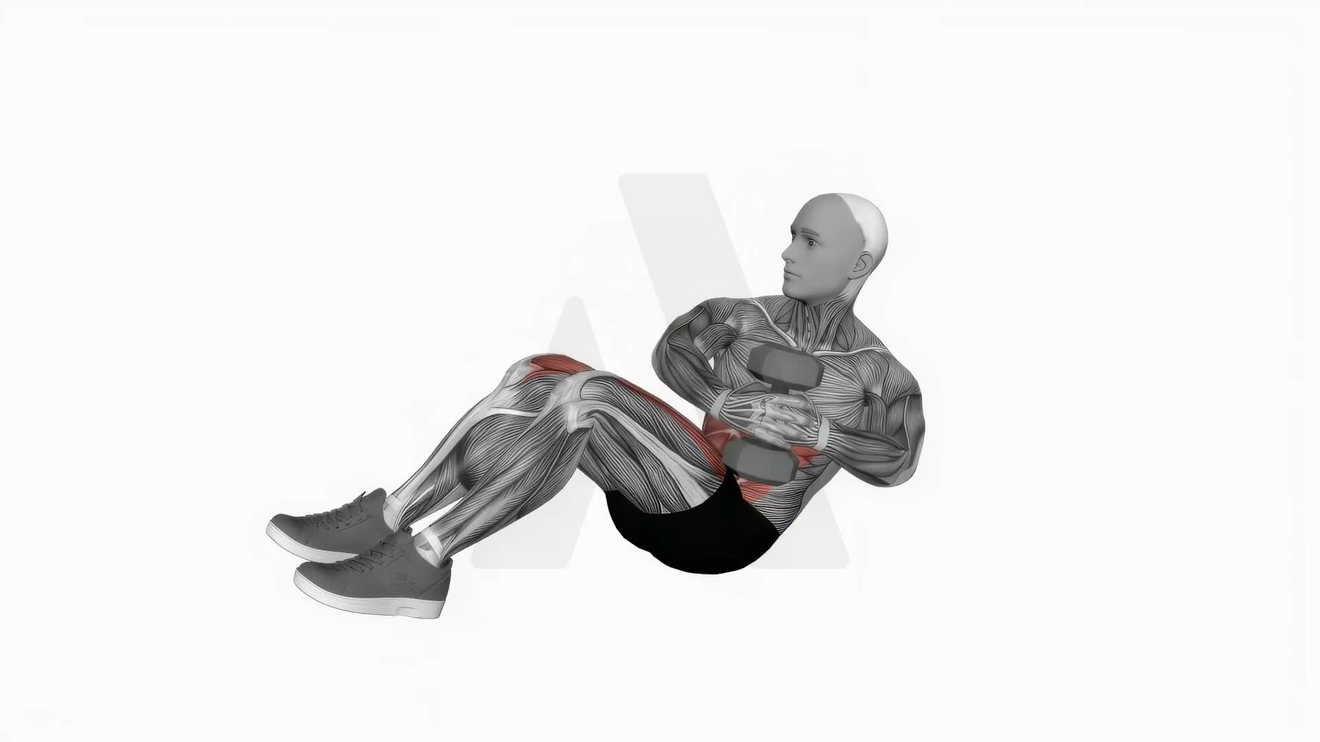Dumbbell Russian Twist With Legs Floor Off exercise demonstration
