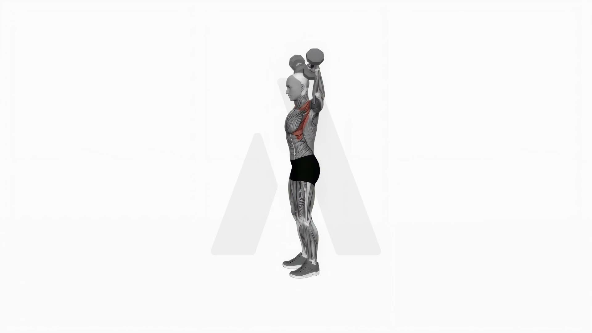 Dumbbell Scott Press exercise demonstration