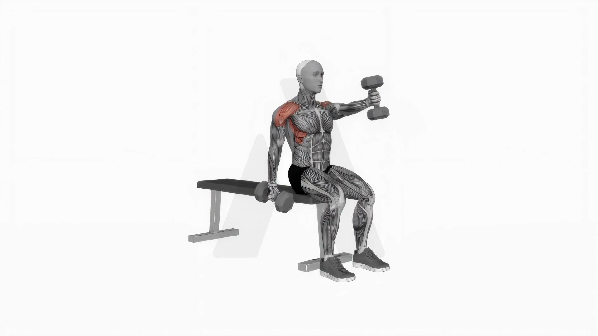 Dumbbell Seated Alternate Front Raise exercise demonstration