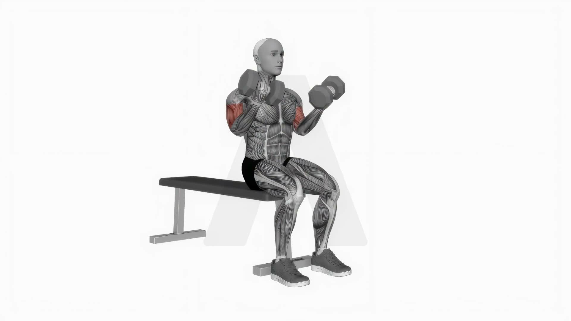 Dumbbell Seated Curl exercise demonstration