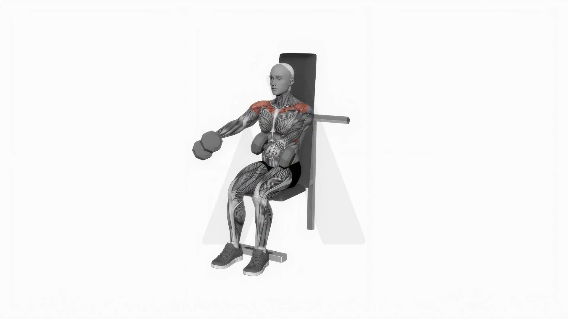 Dumbbell Seated Front Raise exercise demonstration