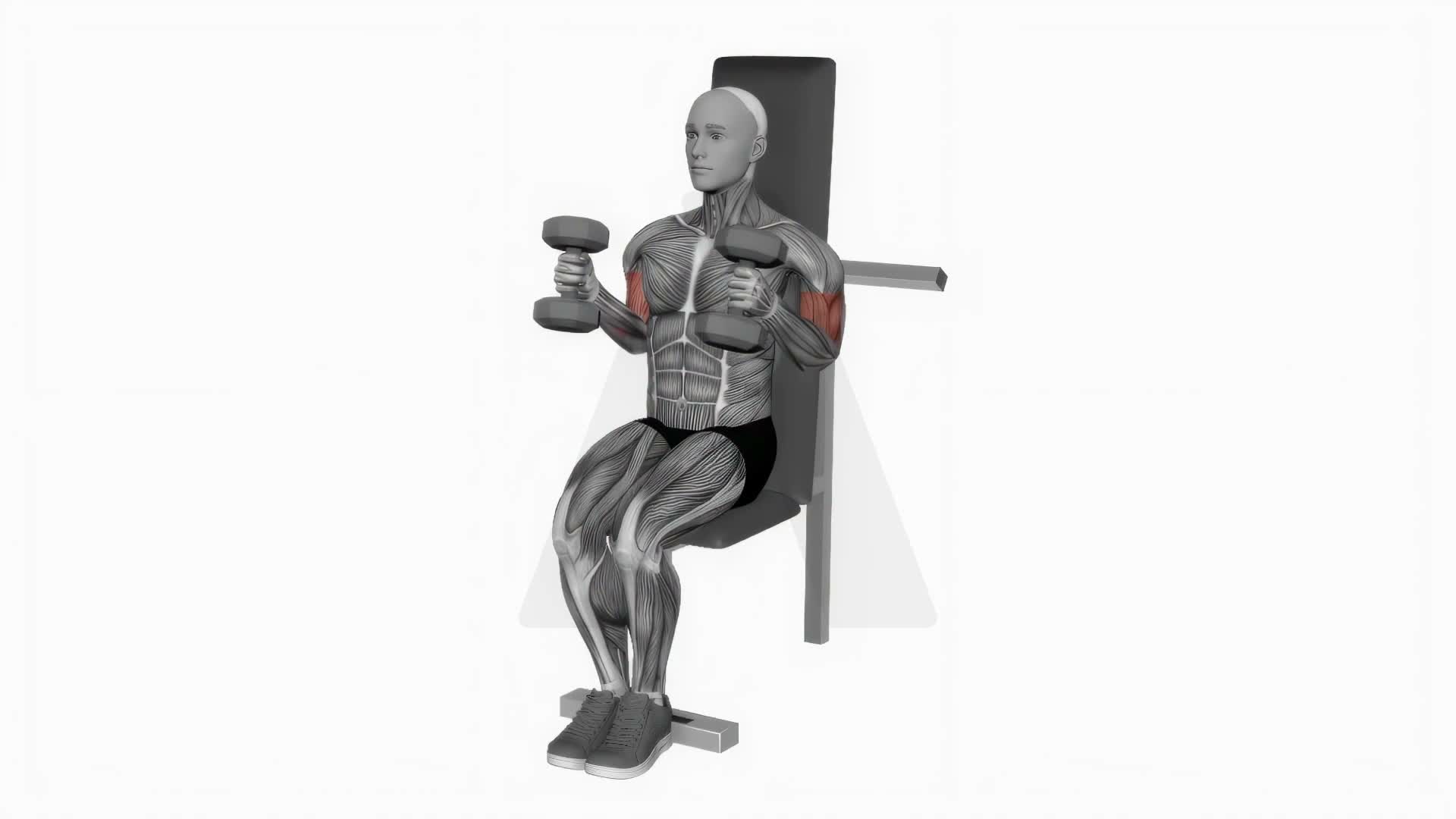 Dumbbell Seated Hammer Curl exercise demonstration