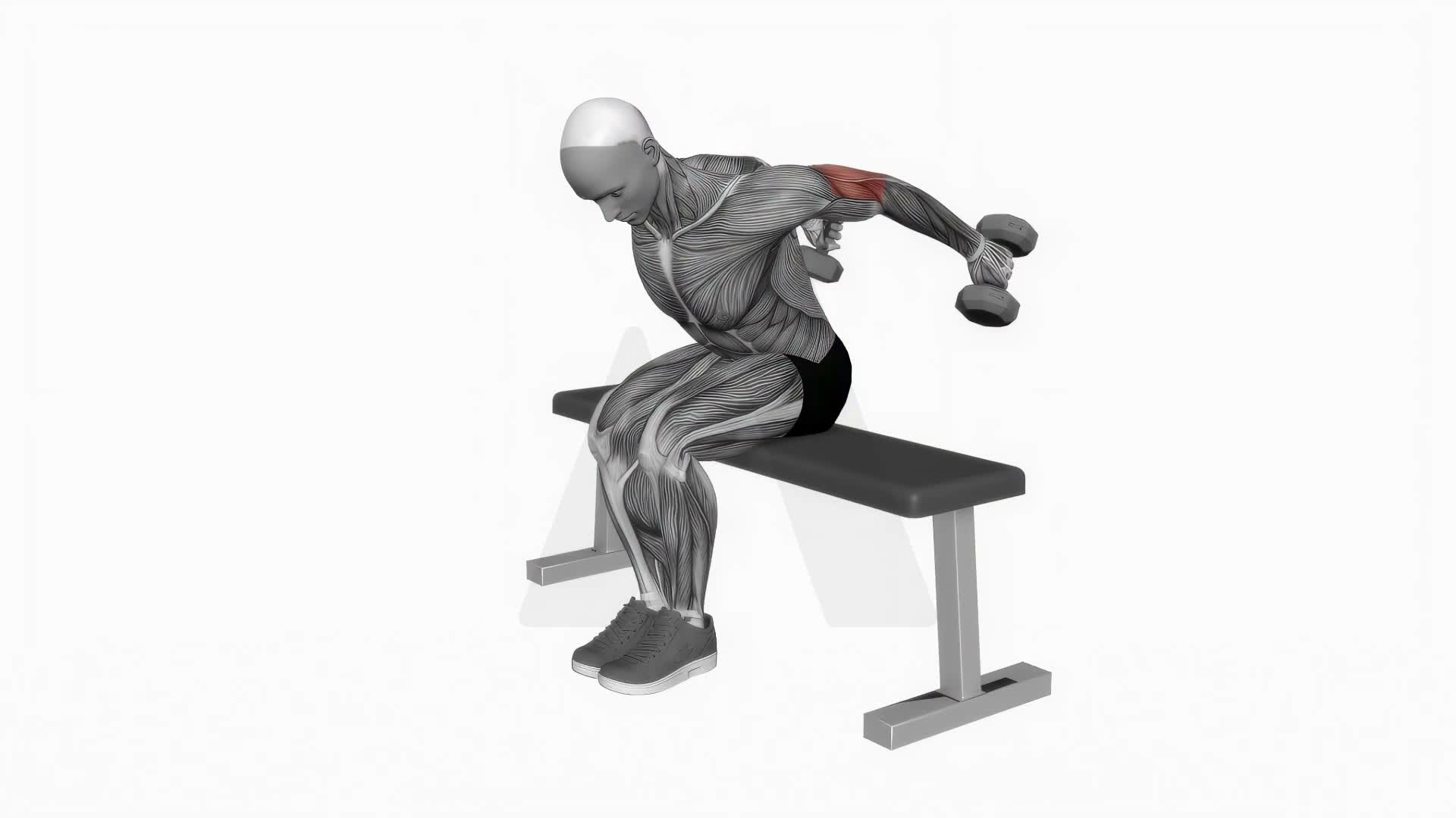 Dumbbell Seated Kickback exercise demonstration