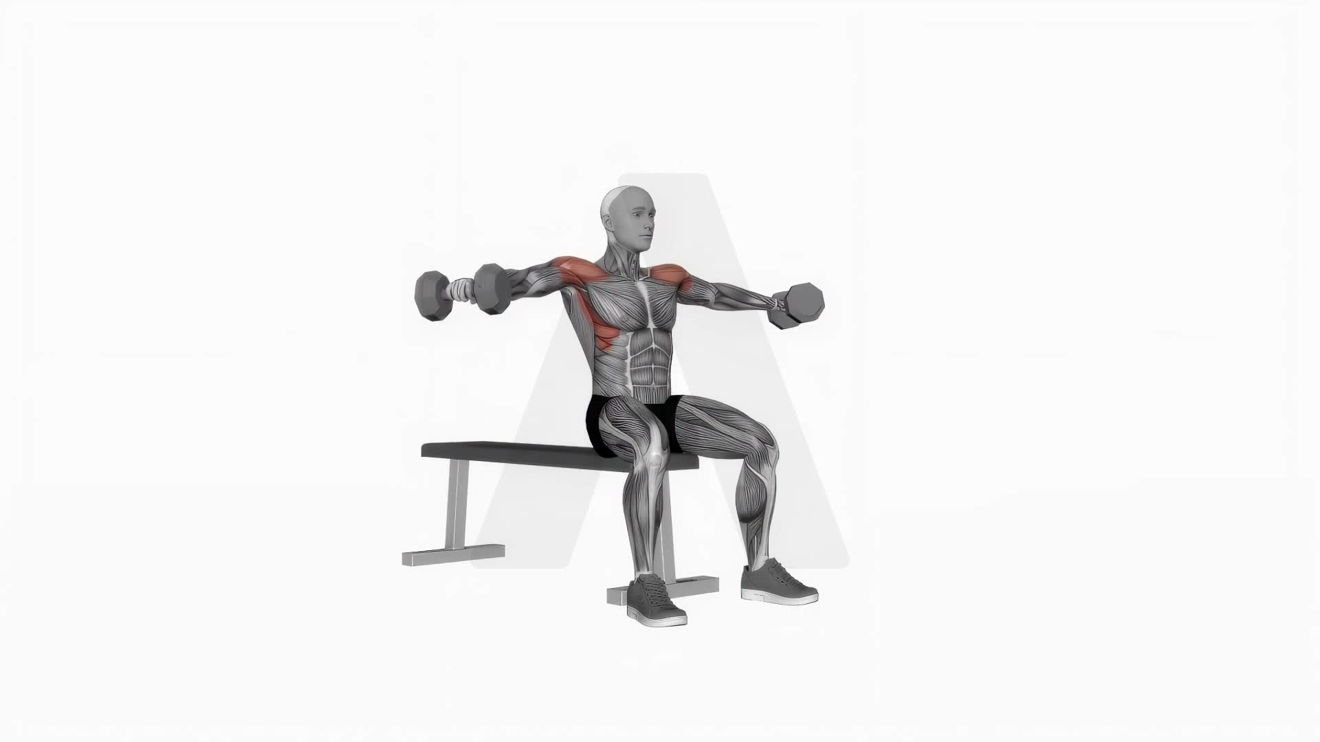 Dumbbell Seated Lateral Raise exercise demonstration