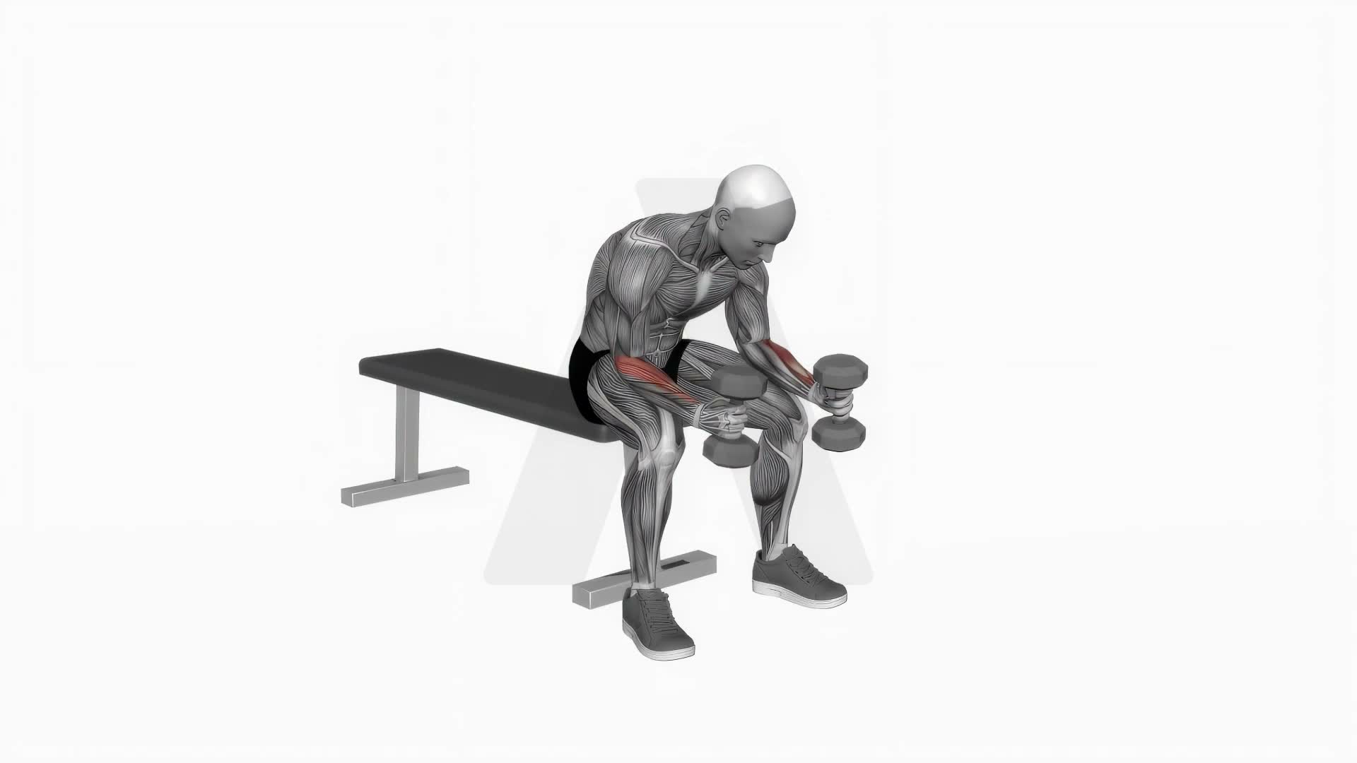 Dumbbell Seated Neutral Wrist Curl exercise demonstration