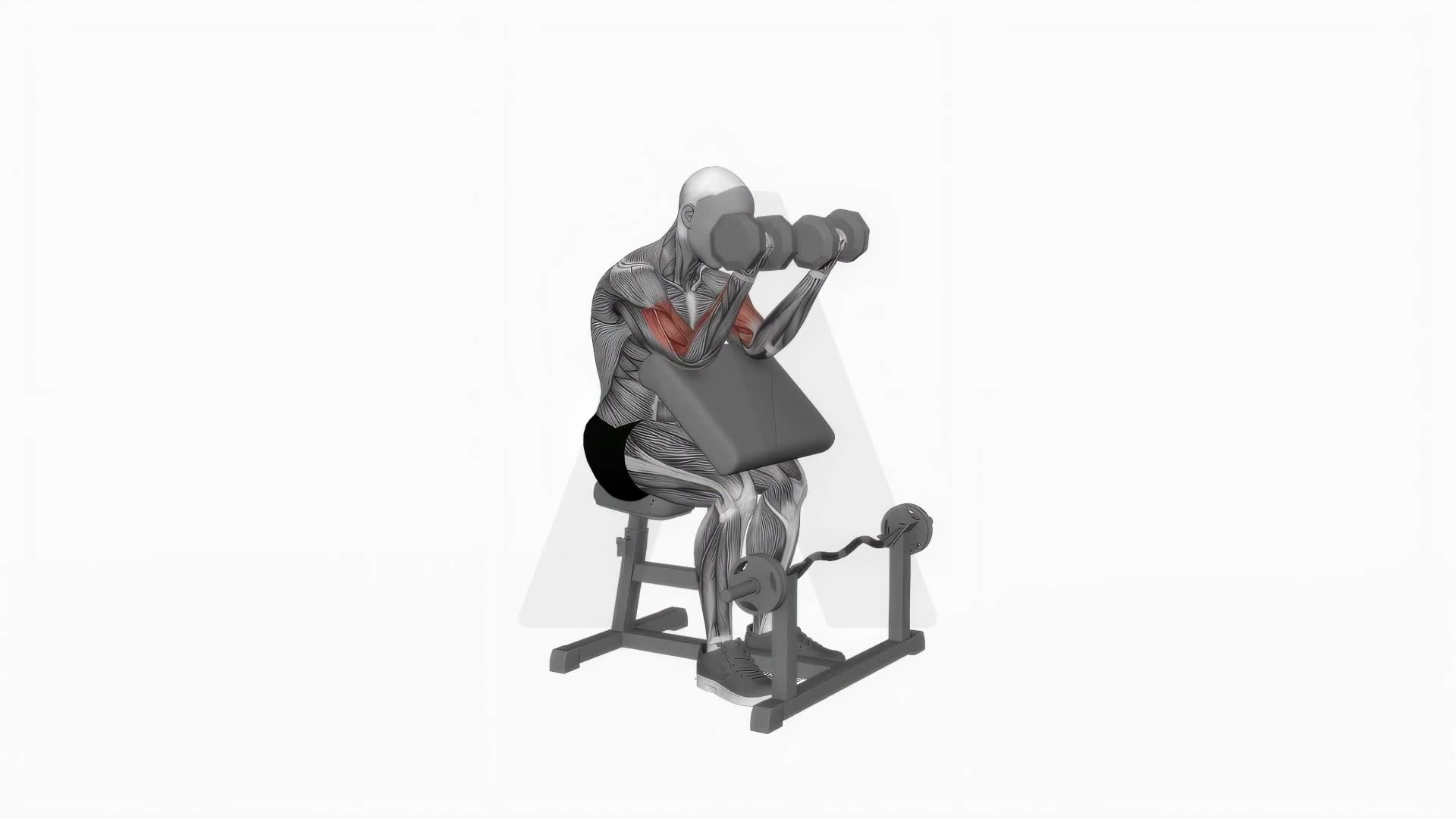 Dumbbell Seated Preacher Curl exercise demonstration