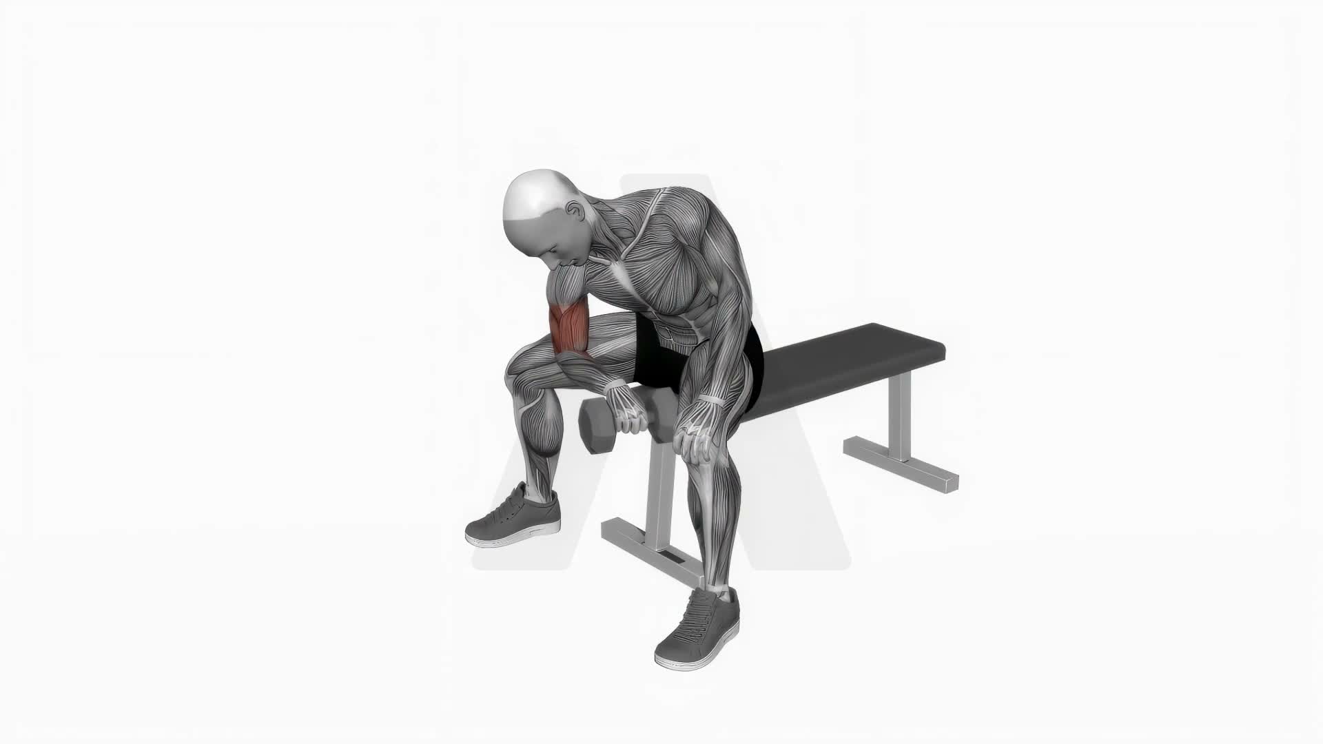 Dumbbell Seated Reverse Grip Concentration Curl exercise demonstration