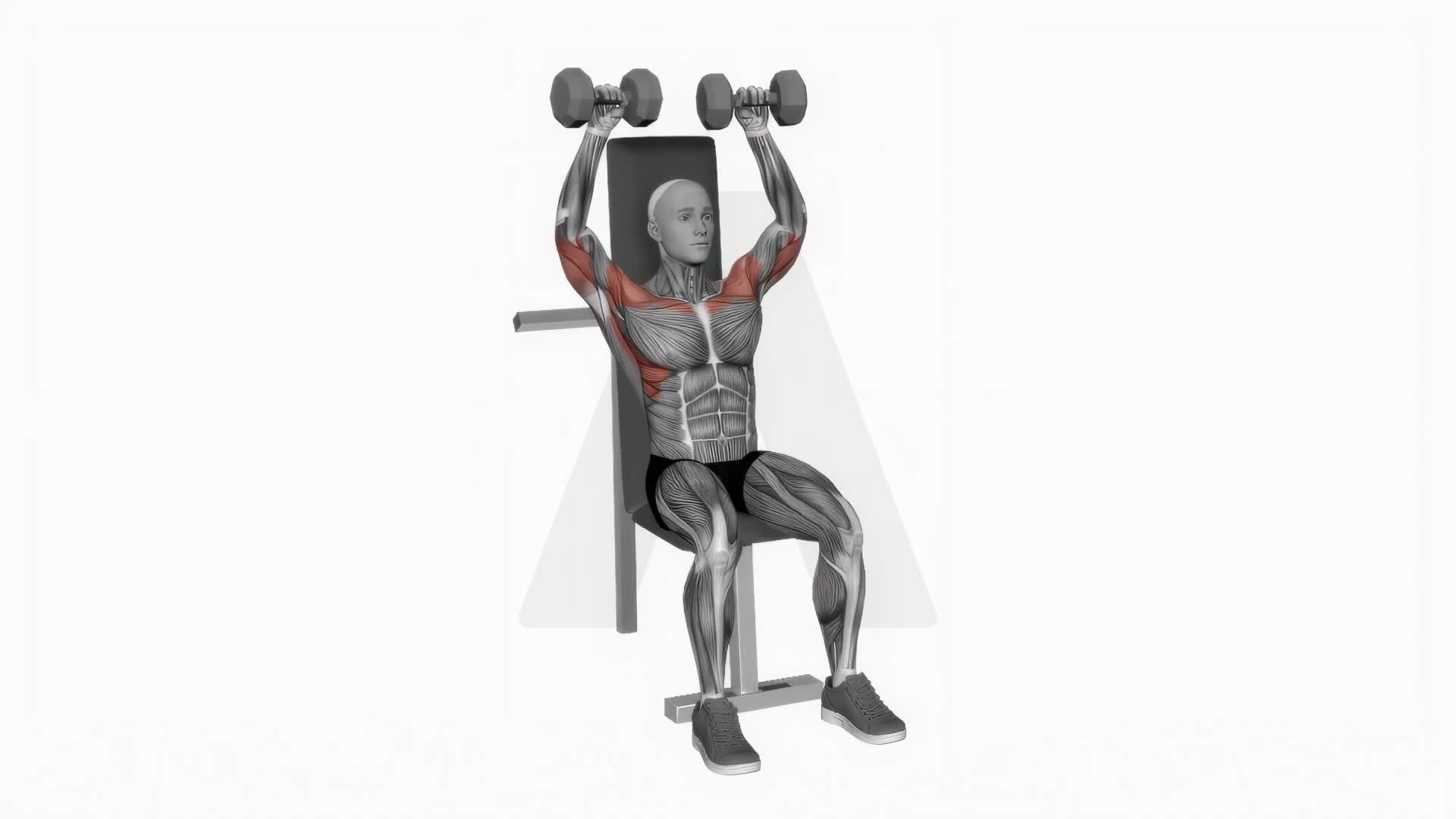 Dumbbell Shoulder Press exercise demonstration