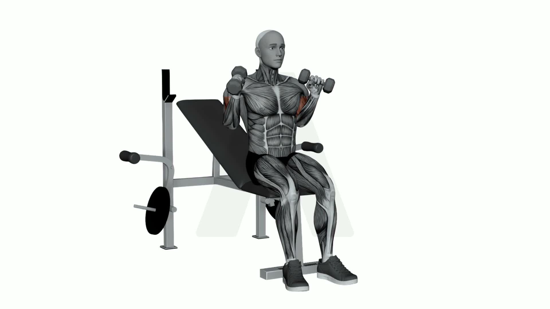 Dumbbell Seated Zottman Curl exercise demonstration