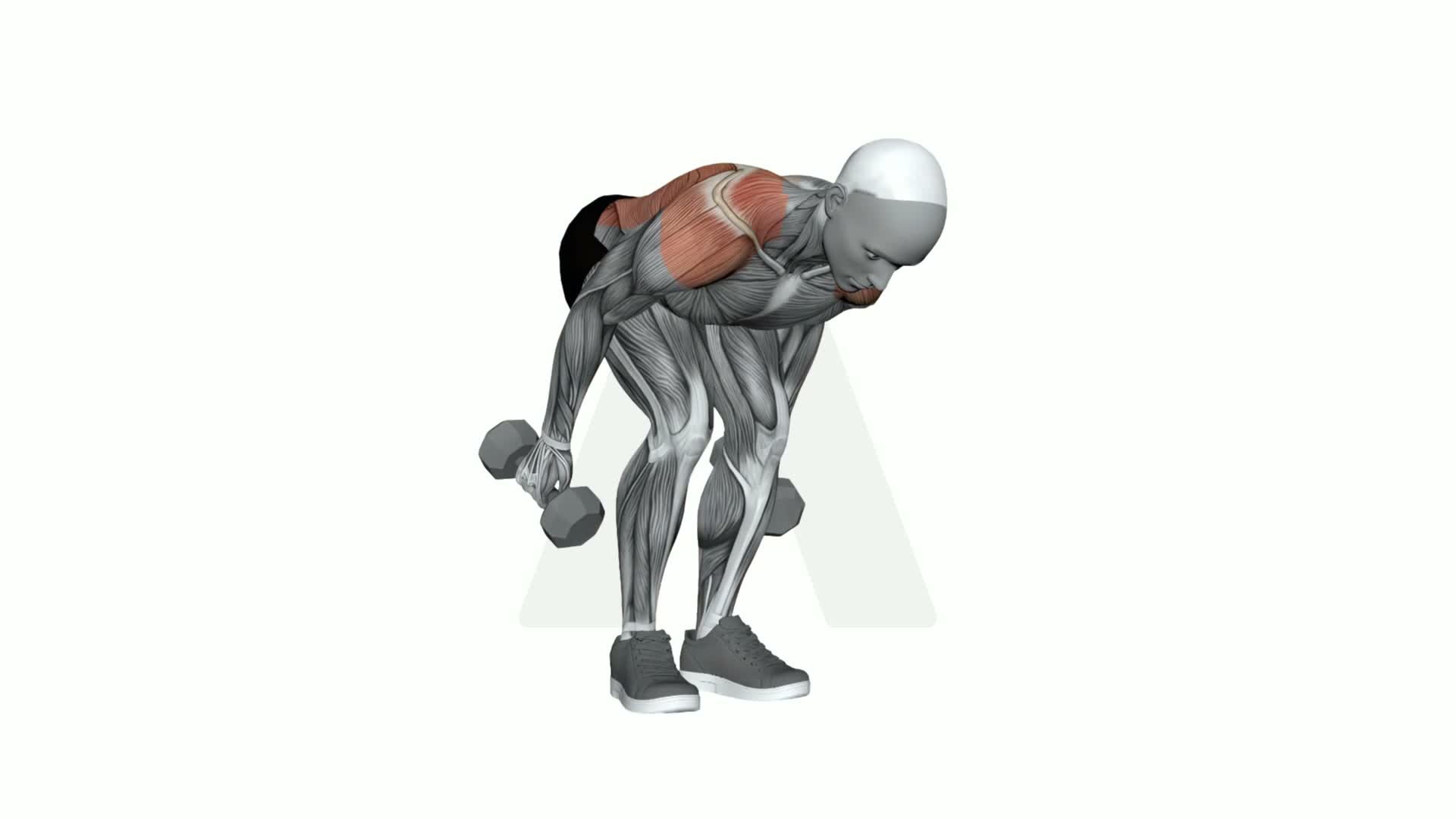 Dumbbell Shoulder Extension exercise demonstration