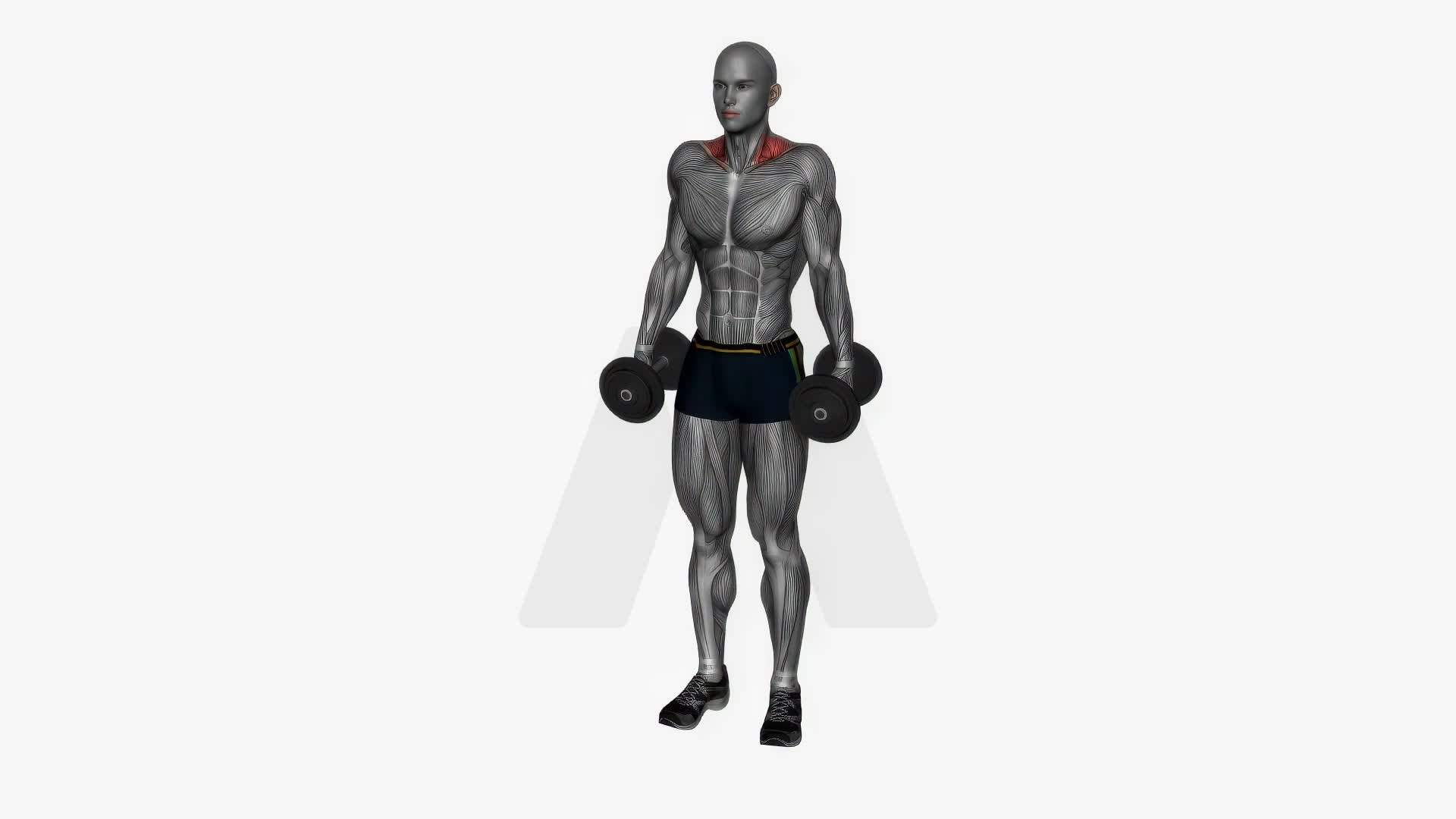 Dumbbell Shrugs exercise demonstration
