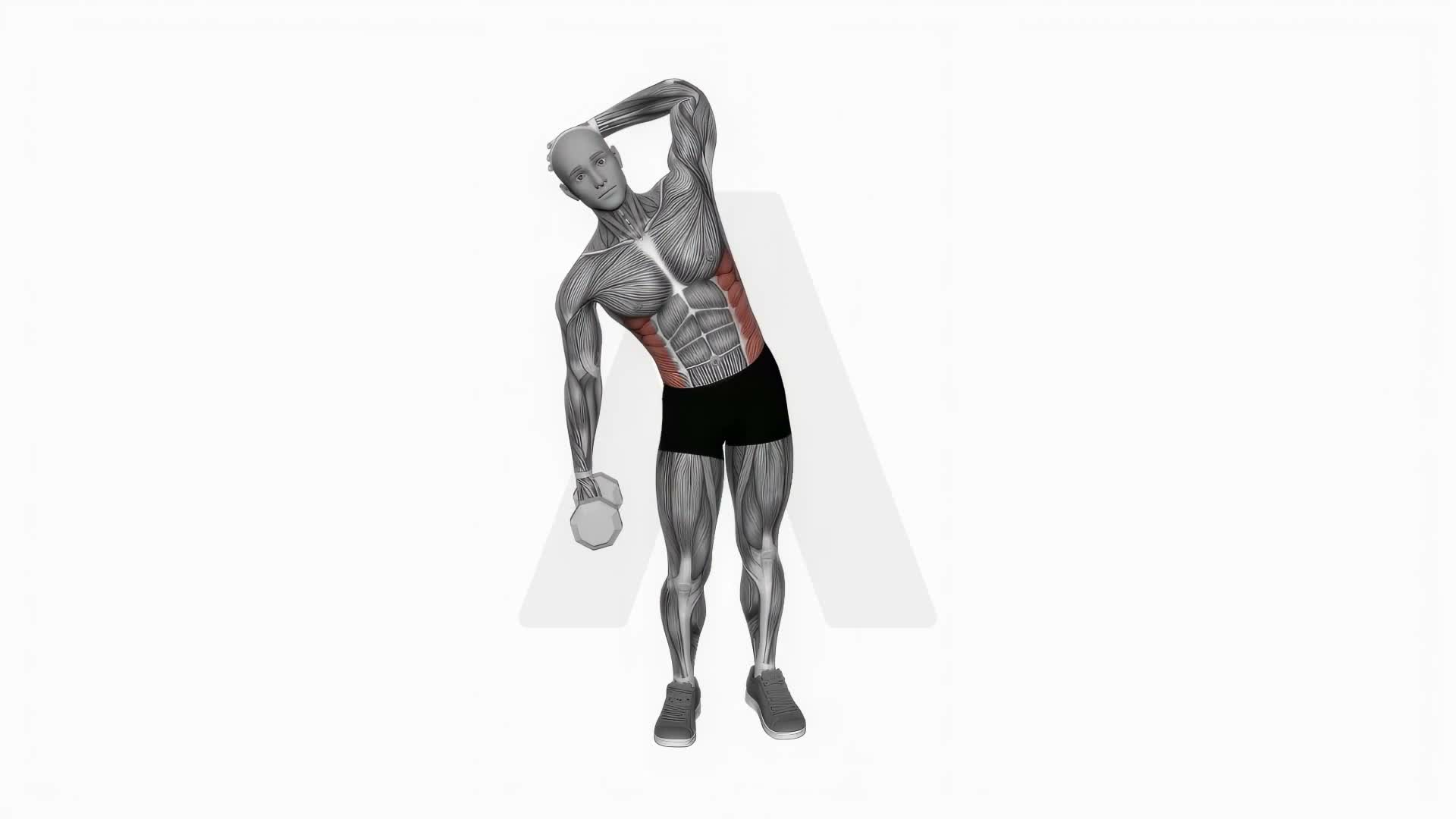 Dumbbell Side Bend exercise demonstration