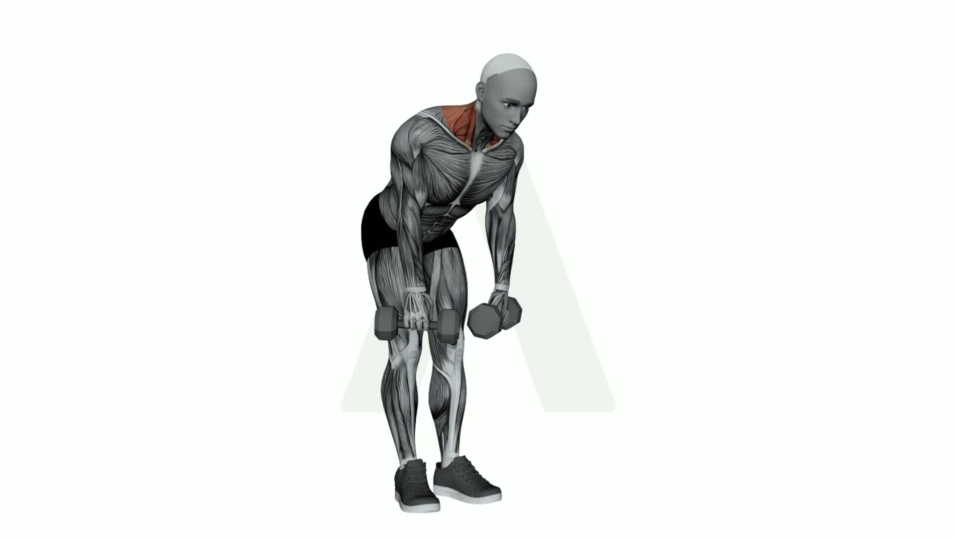 Dumbbell Silverback Shrug exercise demonstration