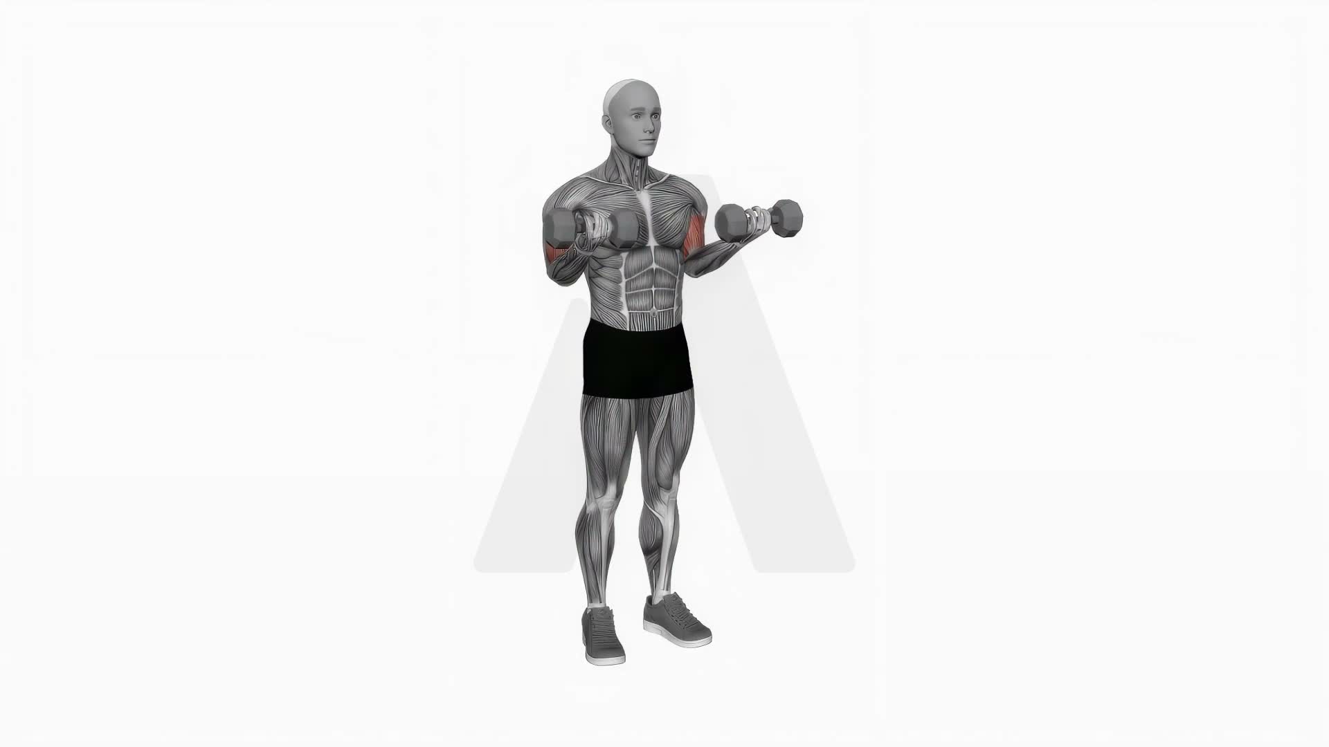 Dumbbell Simultaneous Biceps Curl exercise demonstration