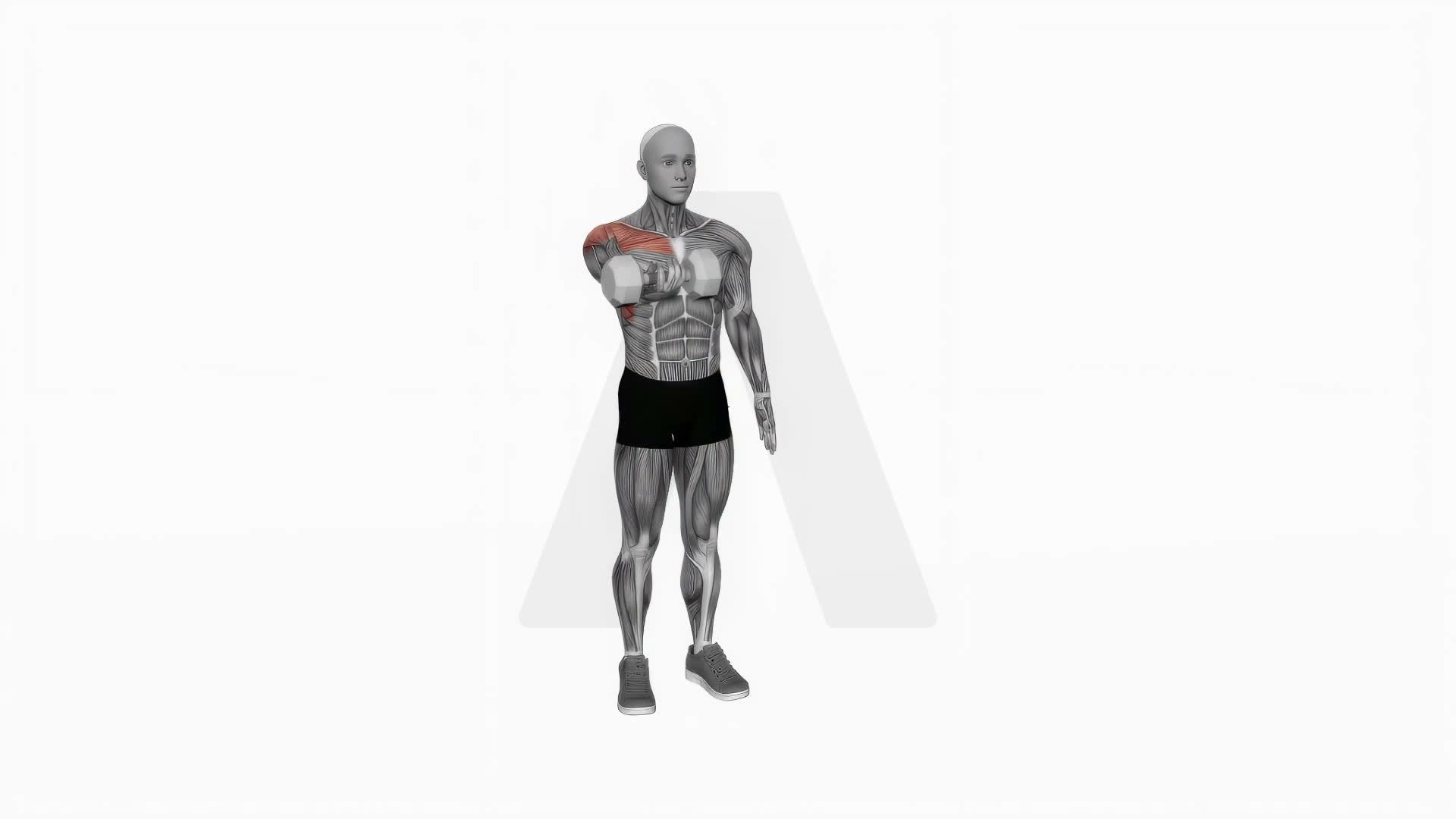 Dumbbell Single Arm Underhand Front Raise exercise demonstration