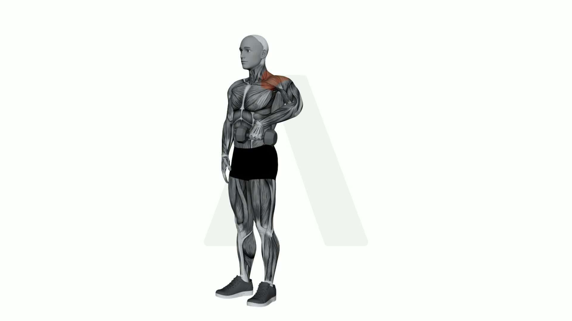 Dumbbell Single Arm Upright Row exercise demonstration