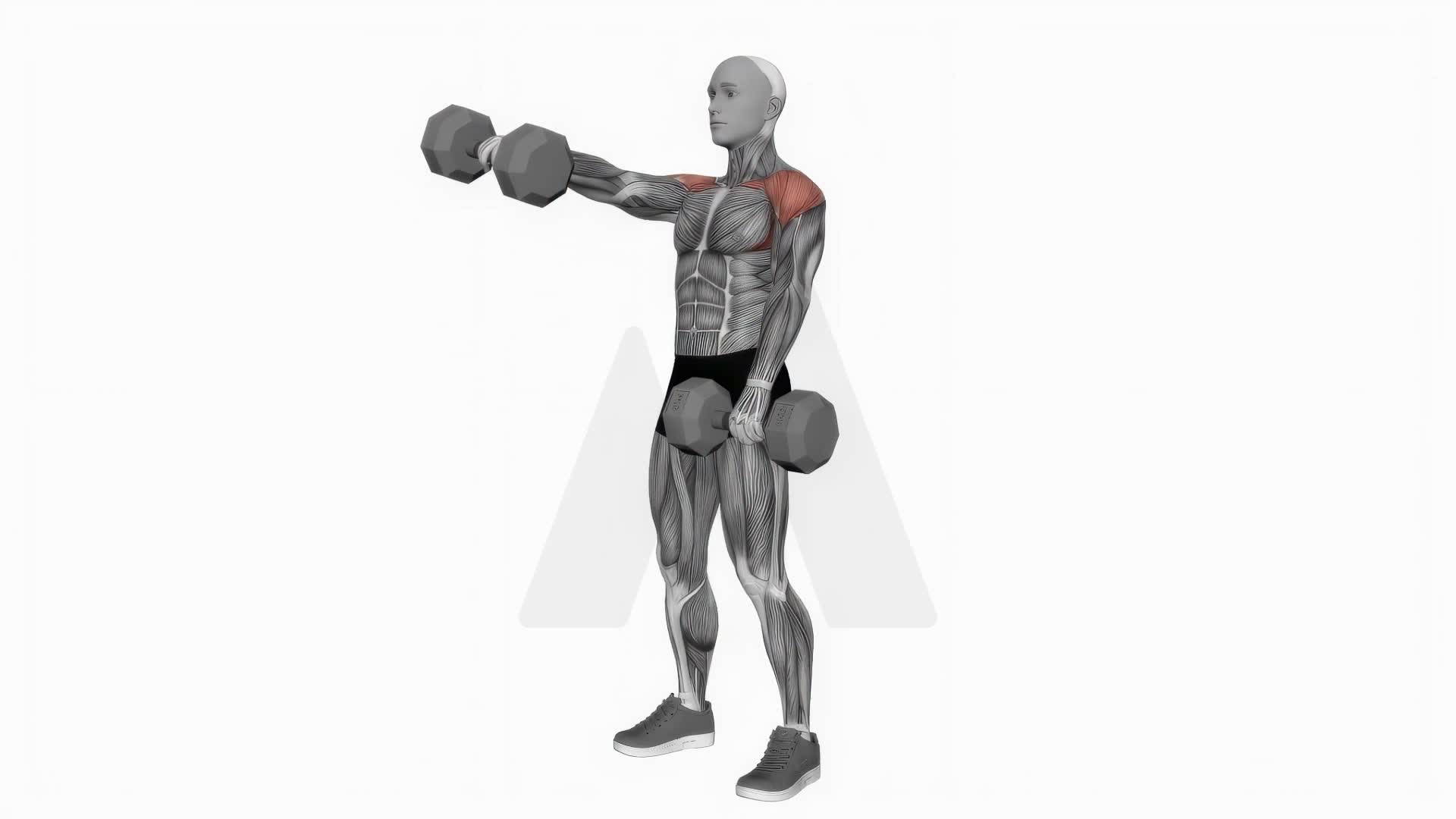 Dumbbell Standing Alternate Raise exercise demonstration