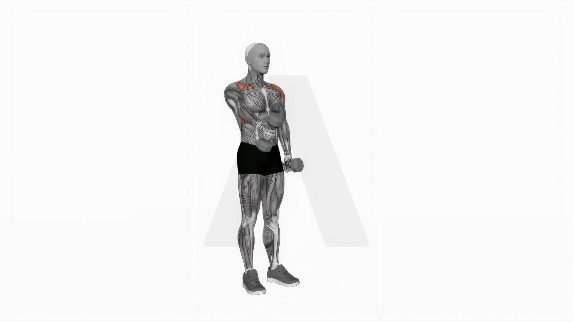 Dumbbell Standing Alternate Vertical Front Raises exercise demonstration