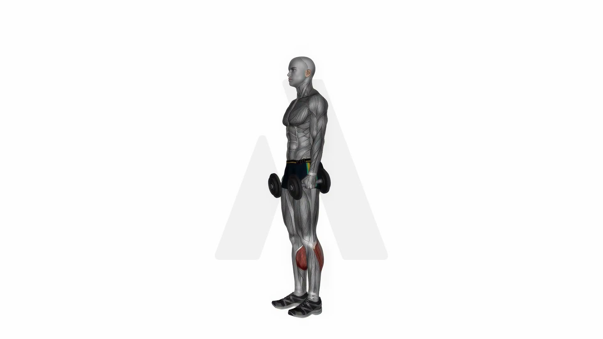Dumbbell Standing Calf Raise exercise demonstration