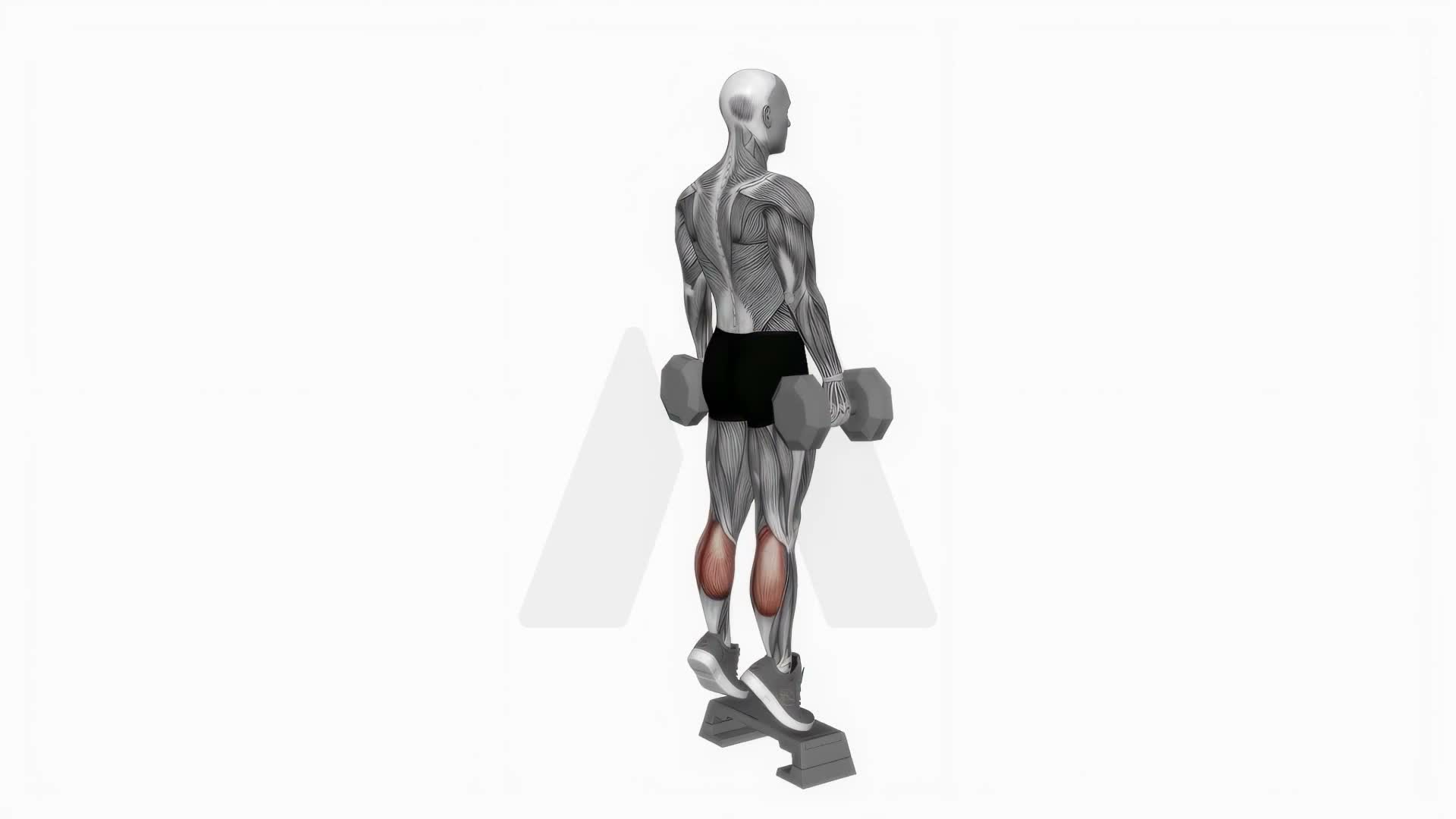 Dumbbell Standing Calf Raise On Step exercise demonstration