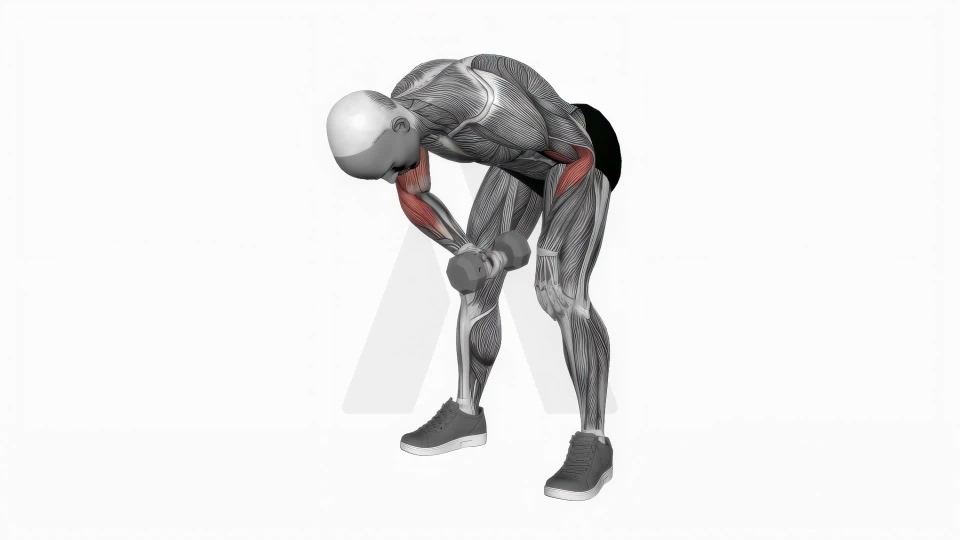 Dumbbell Standing Concentration Curl exercise demonstration