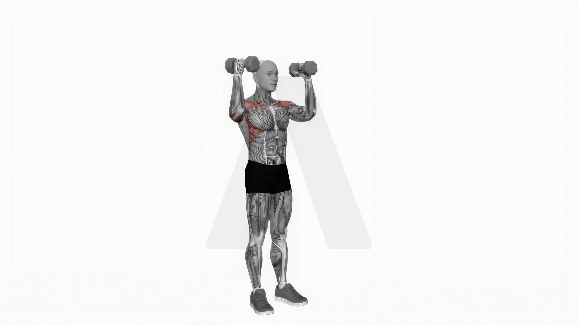 Dumbbell Standing Curl Arnold Press exercise demonstration