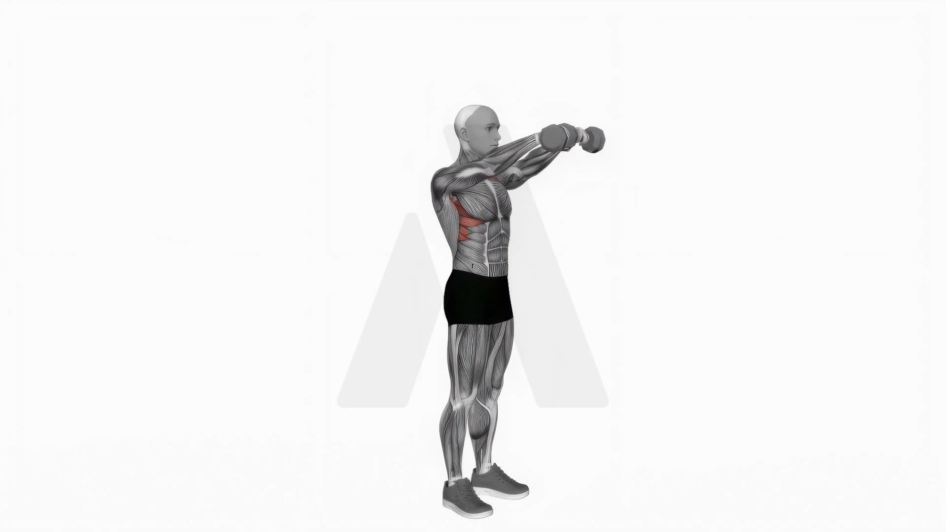 Dumbbell Standing Front Raise Above Head exercise demonstration