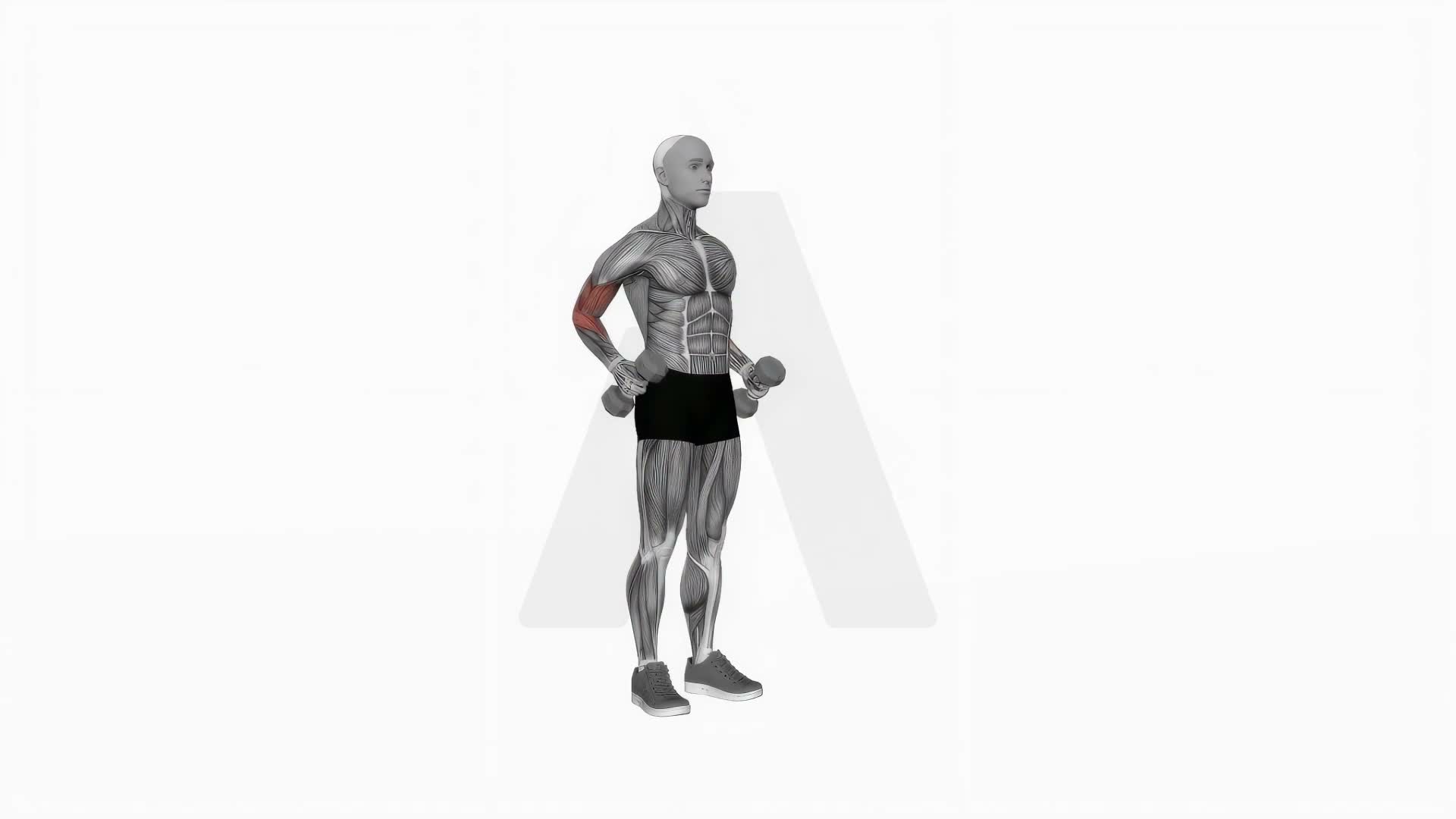 Dumbbell Standing Hammer Drag Curl exercise demonstration