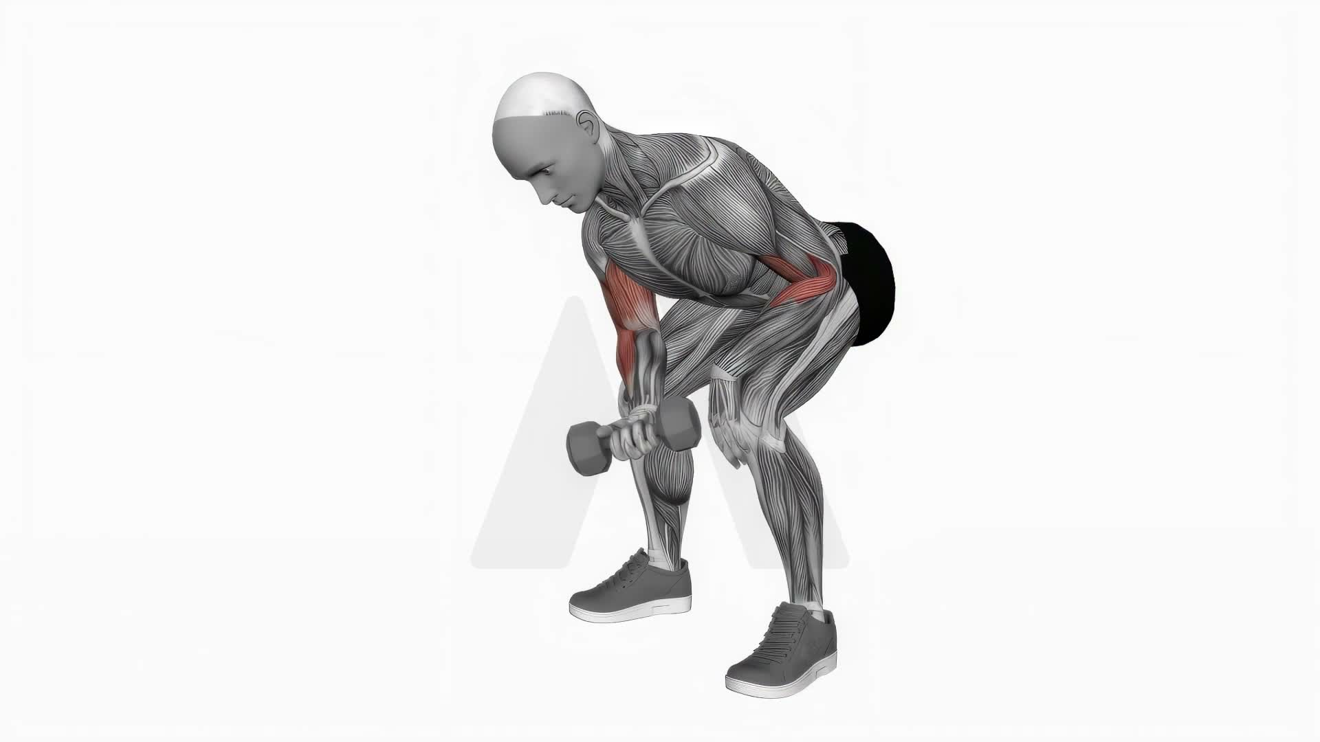Dumbbell Standing One Arm Concentration Curl exercise demonstration