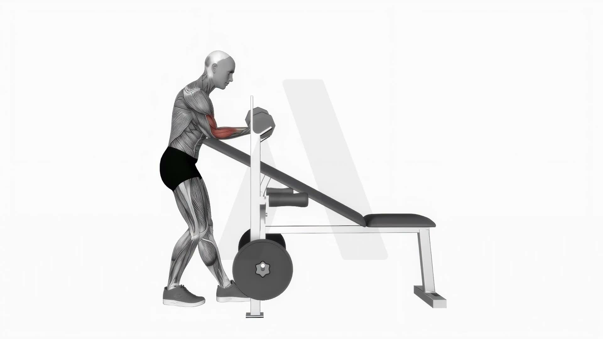 Dumbbell Standing One Arm Curl Over Incline Bench exercise demonstration