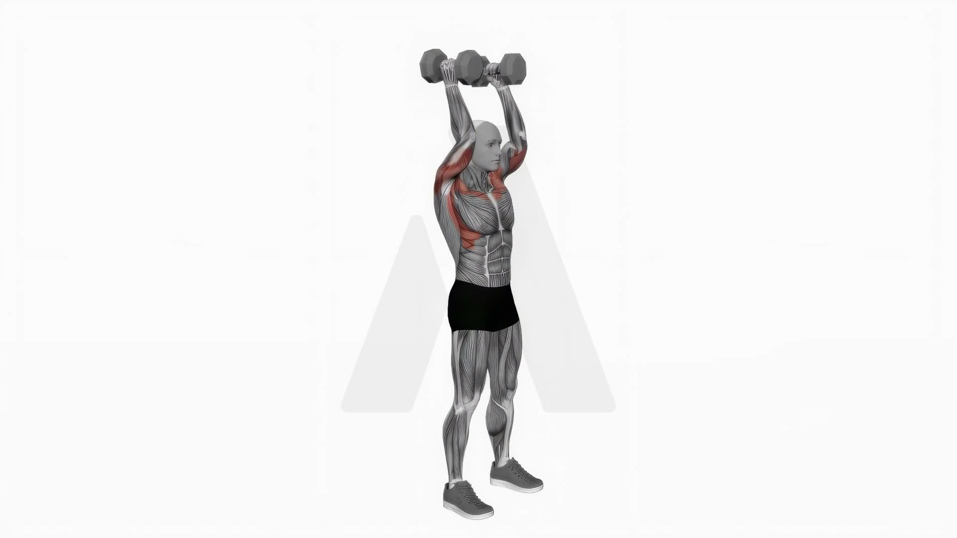 Dumbbell Standing Palms In Press exercise demonstration